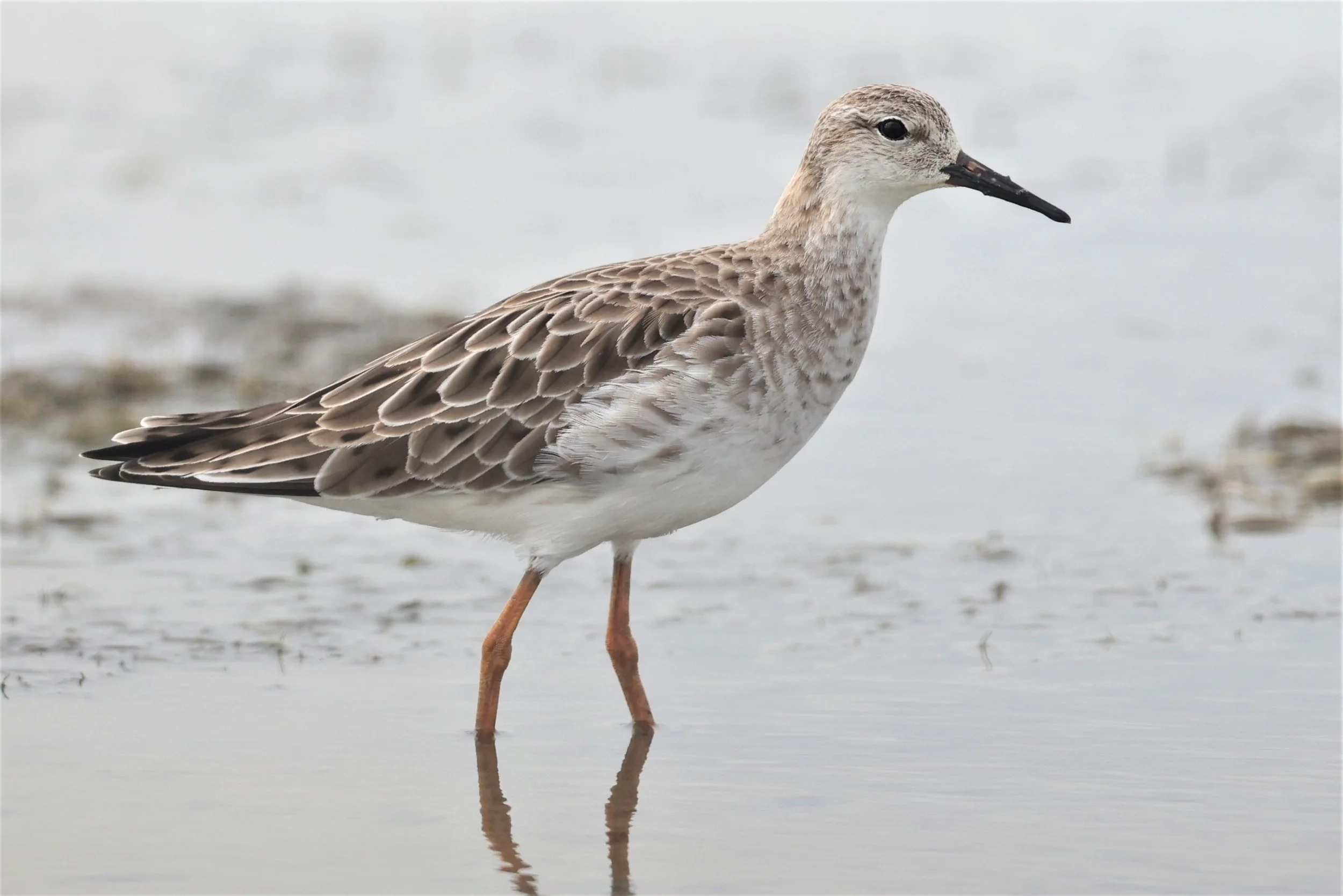 RUFF - Philomachus pugnax - CHACHOENGSAO  BANG PAKONG SALT PANS 14 NOV 2021 (12).jpg