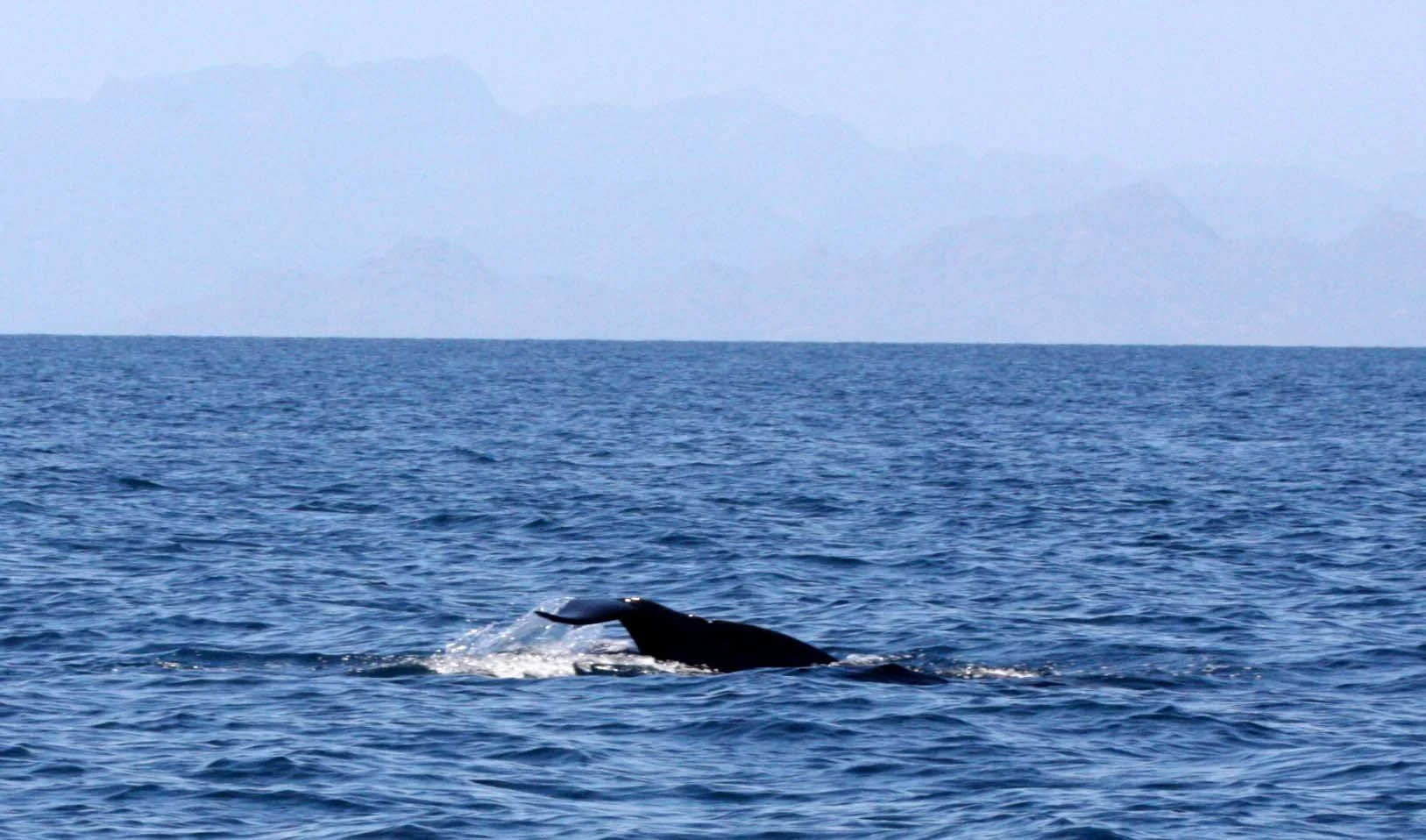 CETACEAN - WHALE - PILOT WHALE - ISLA CATALINA BAJA MEXICO - BAHIA LORETO (12).JPG