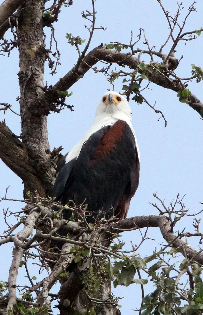 Haliaeetus vocifer - AFRICAN FISH EAGLE - ZIWAY LAKE ETHIOPIA (6).JPG