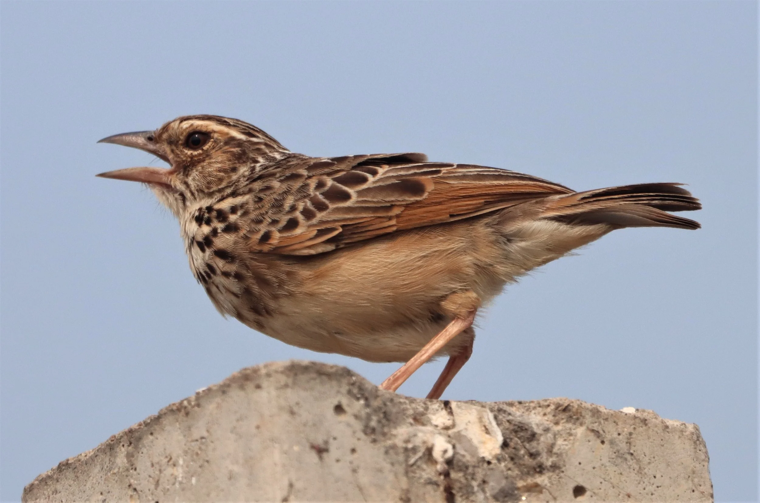 Indochinese Bushlark (Mirafra erythrocephala) Bang Khaem Wetlands Nakhon Pathom (15).jpg