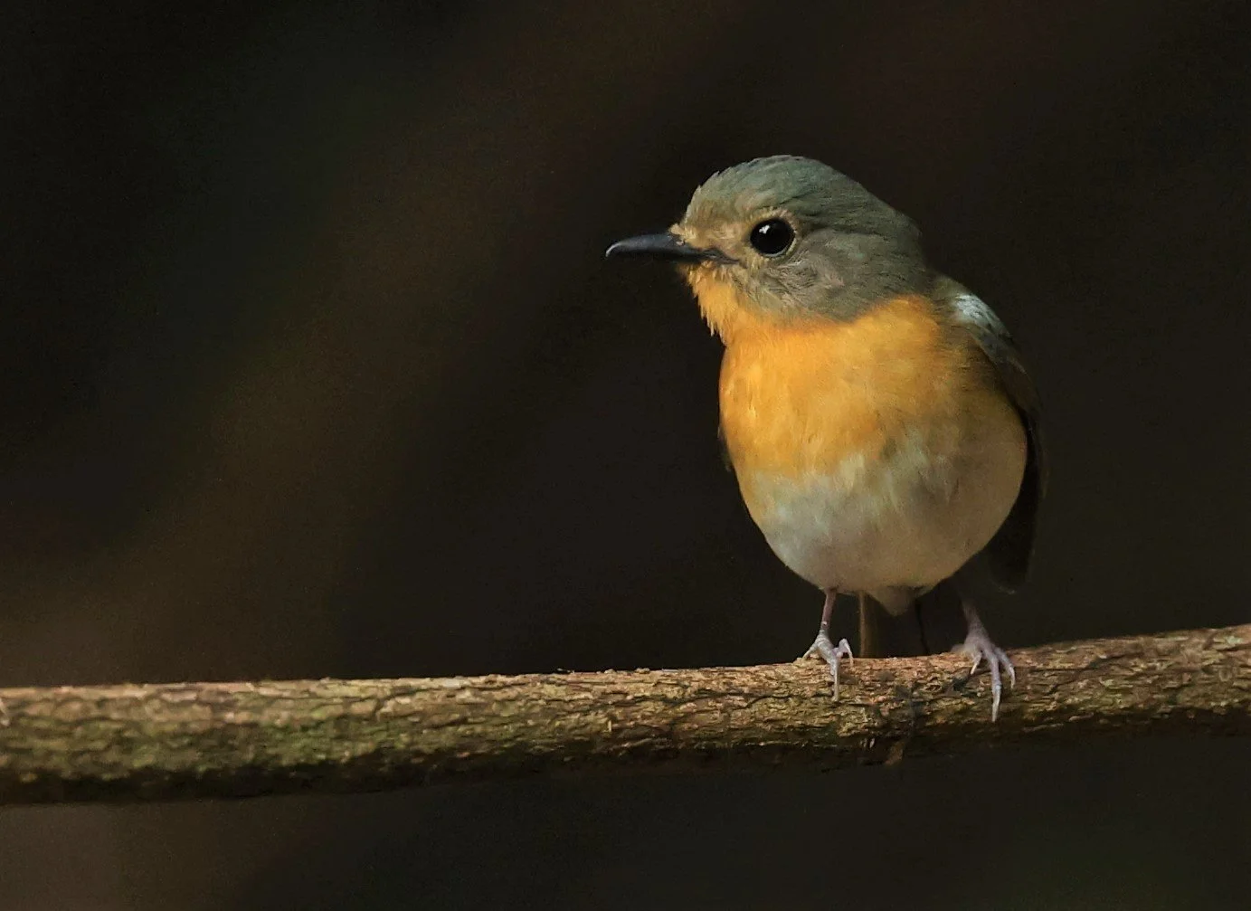 FLYCATCHER - INDOCHINESE BLUE-FLYCATCHER - Cyornis sumatrensis - NUY HIDE NEAR KAENG KRACHAN FEB 2022 (6).jpg