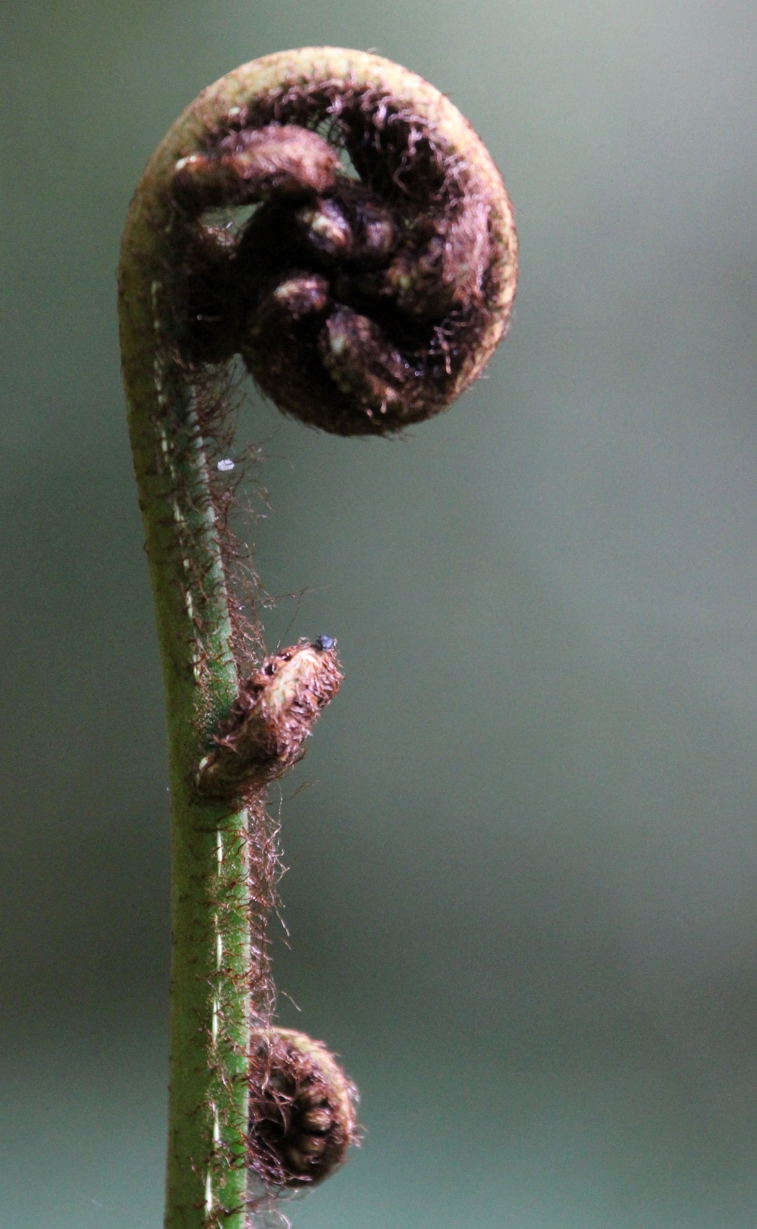 HALIMUN NATIONAL PARK JAVA BARAT INDONESIA (1).JPG