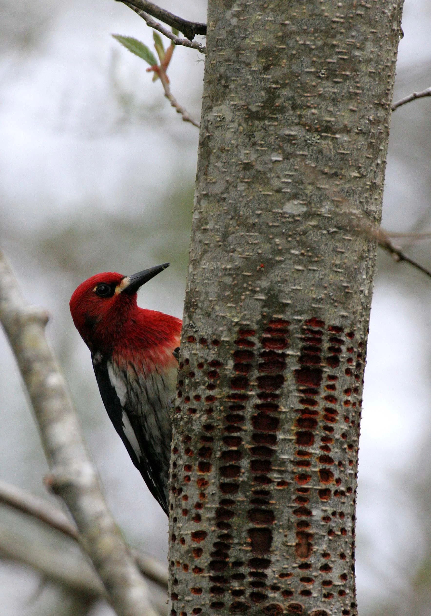 BIRD - WOODPECKER - SAPSUCKER - RED-BREASTED SAPSUCKER - SPHYRAPICUS RUBER - LAKE FARM TRAILS WA (3).JPG