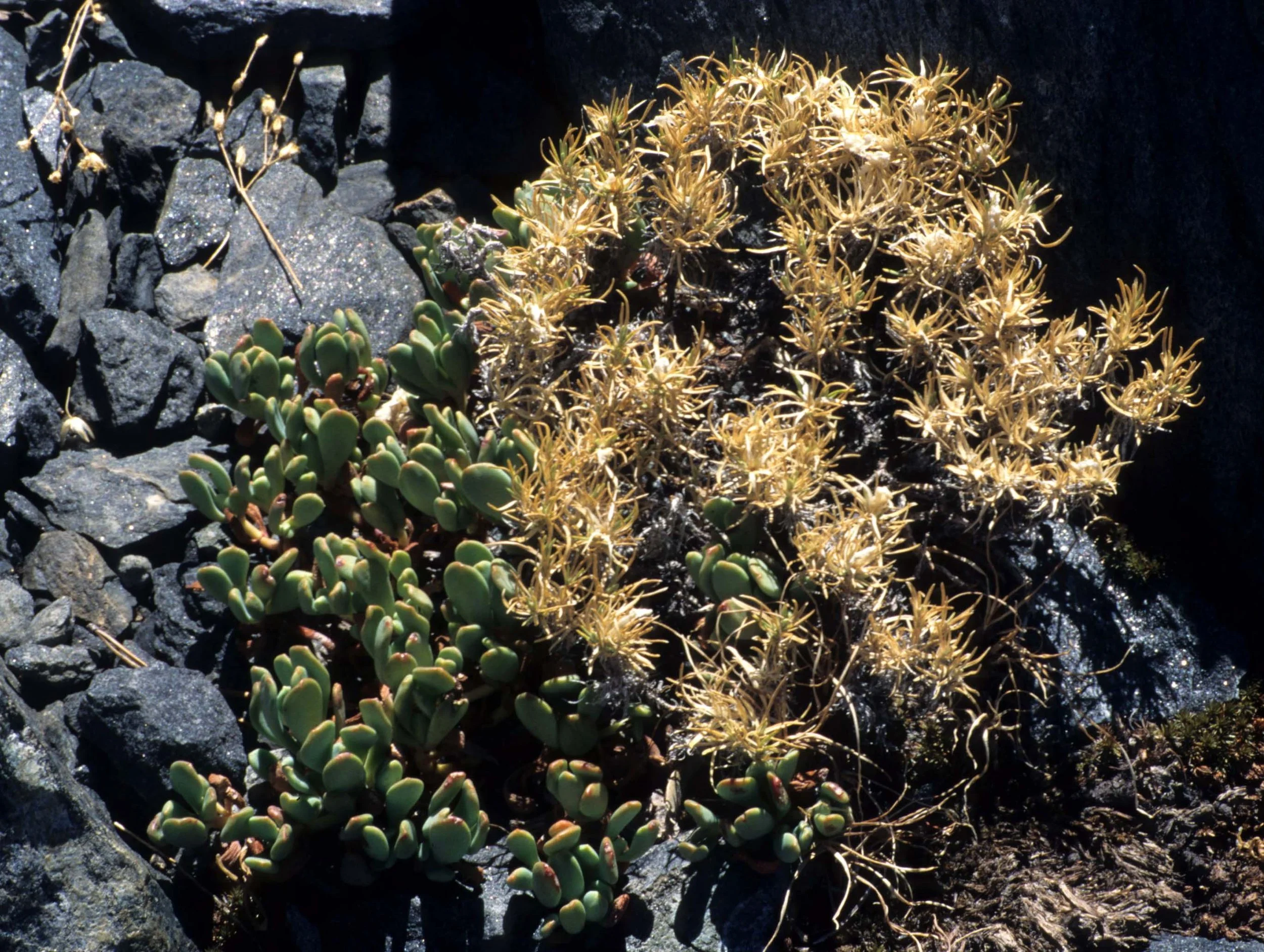 CALIFORNIA - SIERRA - PLANT SPECIES (4).jpg