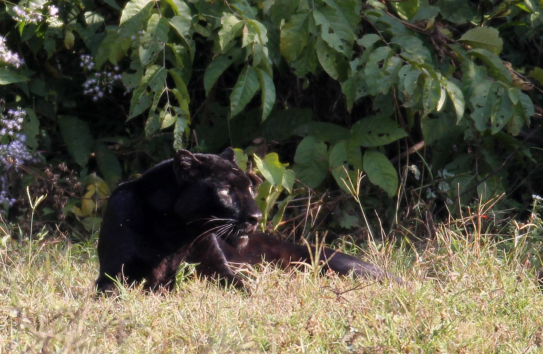 Panthera pardus delacouri - INDOCHINESE LEOPARD - MELANISTIC FORM - HUAI KHA KHAENG - KAPOK KAPIEN STATION & MINERAL LICK - THAI (67).JPG