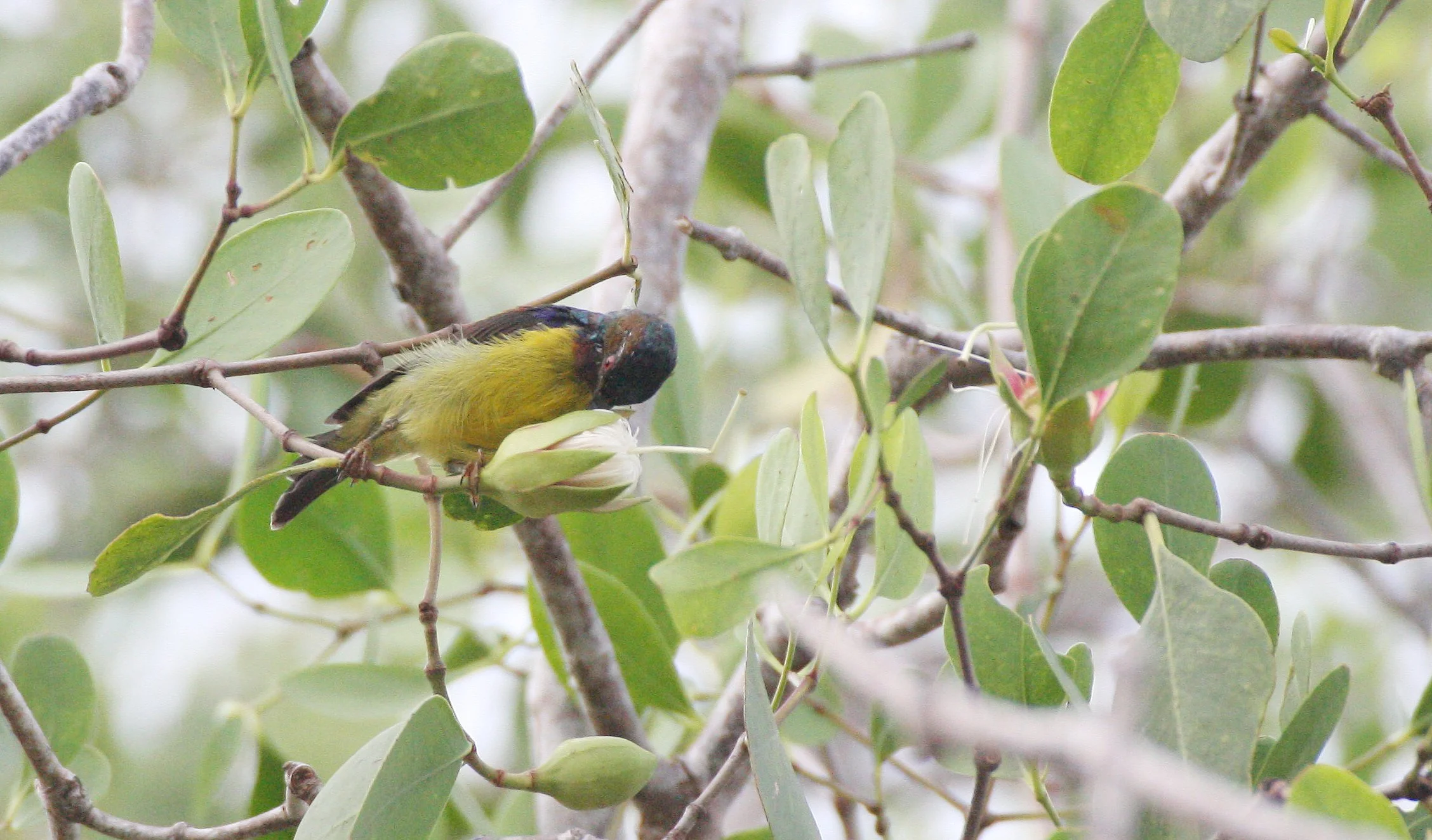 SUNBIRD - OLIVE-BACKED SUNBIRD - Nectarinia jugularis - KOH LANTA THAILAND (4).JPG