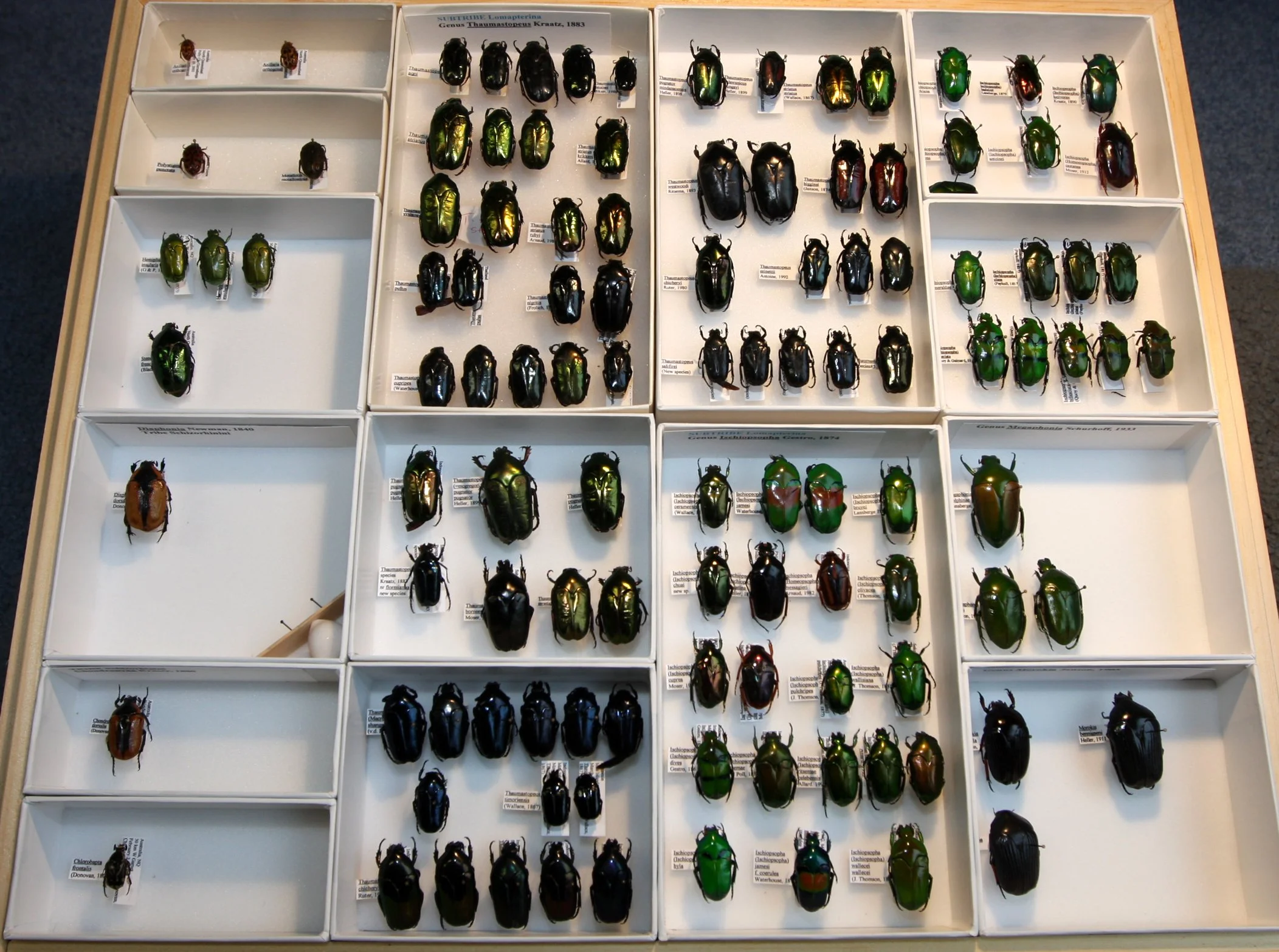 Cetoniinae 6 – Schizorhinini – Australia, Pacific Islands cetoniinae.JPG