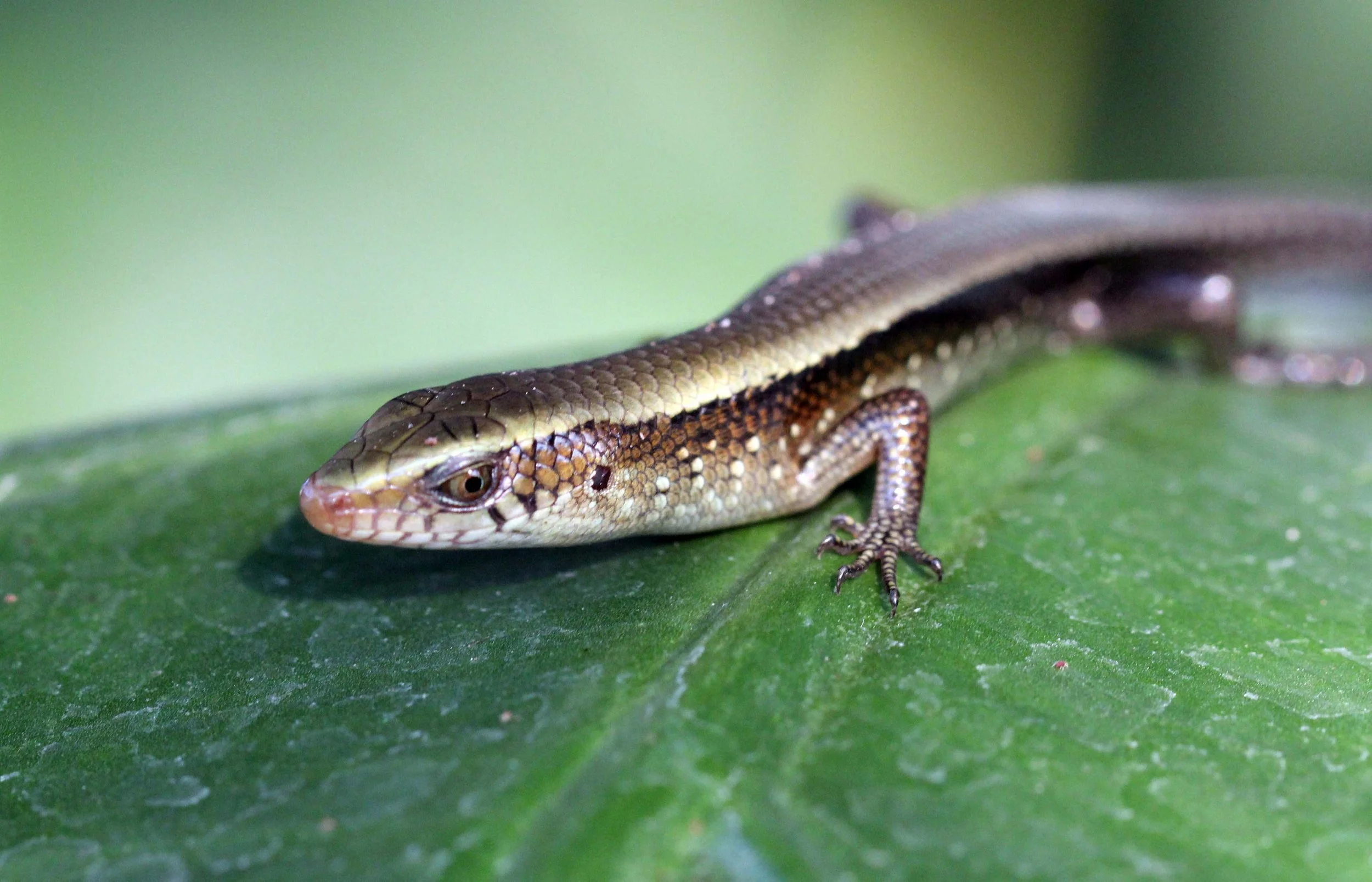 2013 Nonthaburi Setthasiri House and Nonthaburi Neighborhood (191).JPG