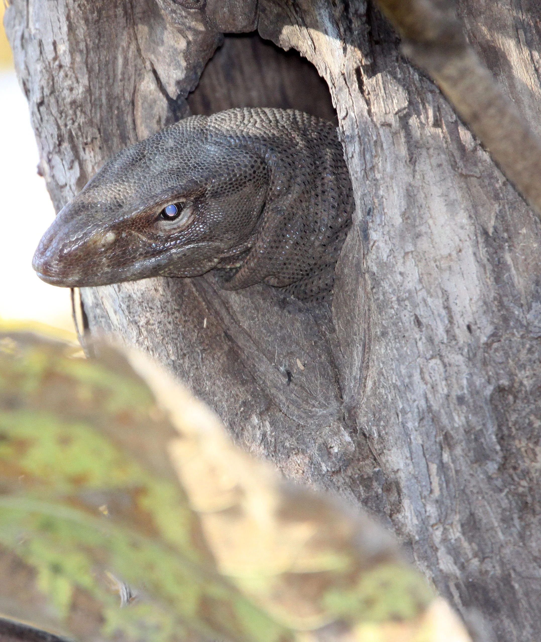 Varanus bengalensis - BENGAL OR INDIAN MONITOR LIZARD - GIR FOREST GUJARAT INDIA (10).JPG