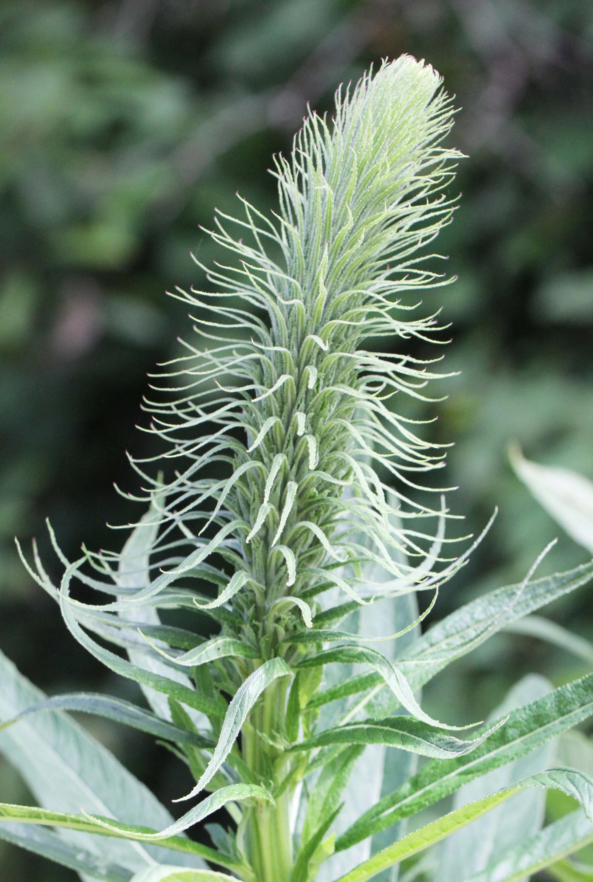 PAMPADUM SHOLA NATIONAL PARK - KERALA INDIA - PHOTO BY SOM SMITH (111).JPG