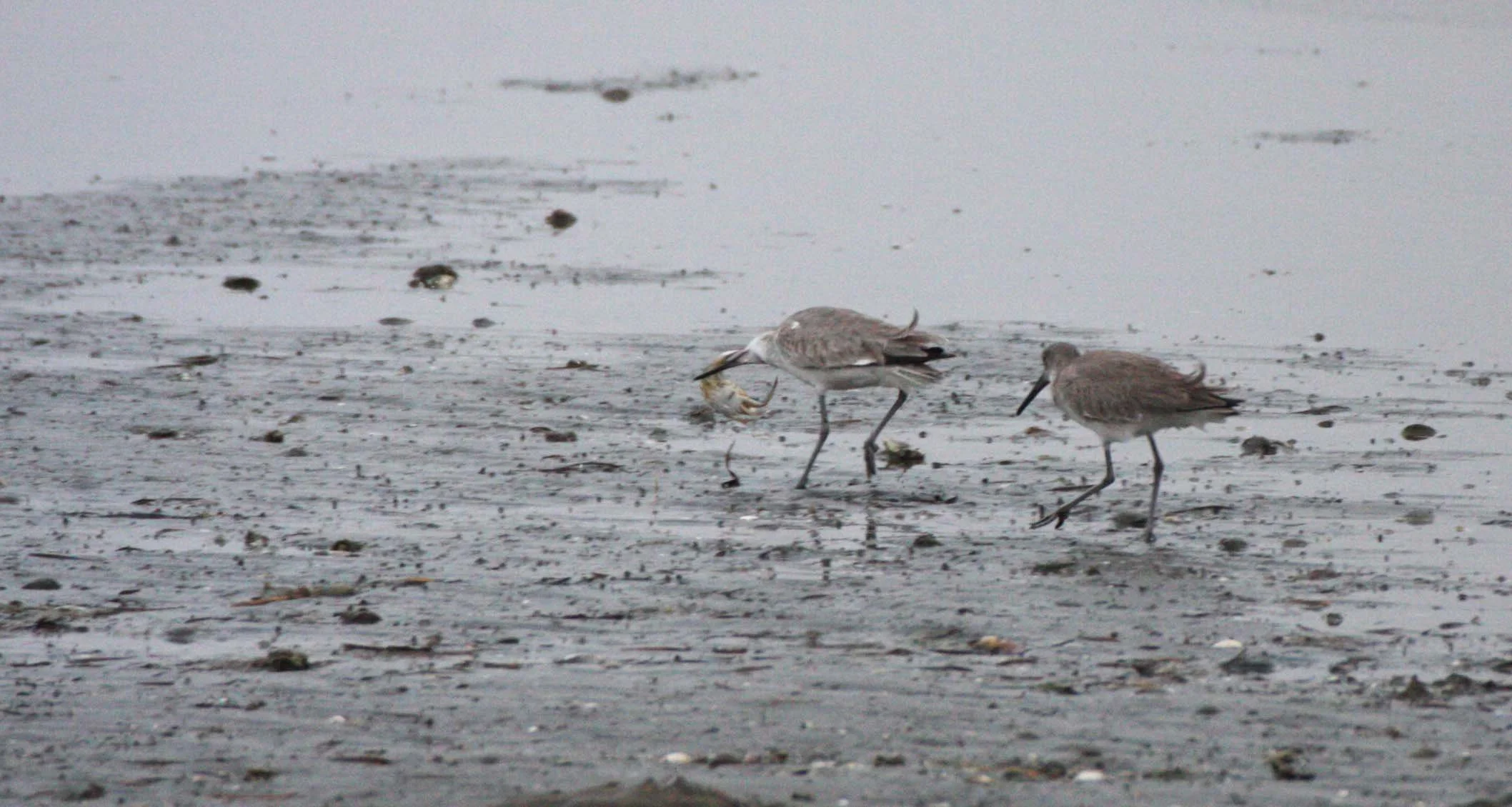 BIRD - WILLET - SAN IGNACIO LAGOON BAJA MEXICO (12).JPG