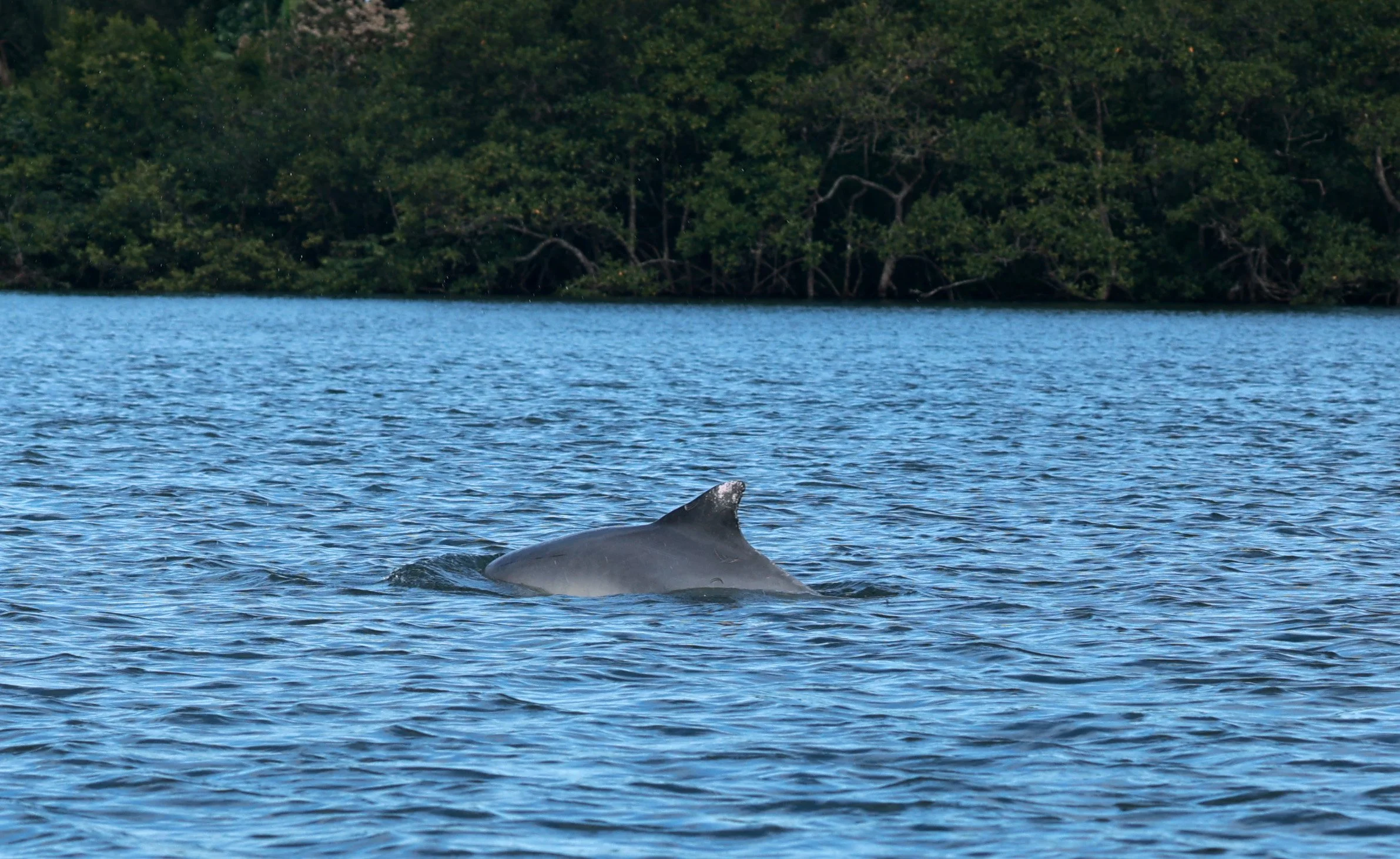 Guiana Dolphin (Sotalia guianensis) Superagüi National Park, Brazil (41).jpg