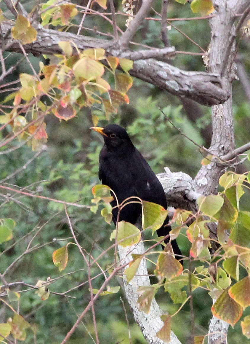 Eurasian Blackbird (Turdus merula) Poyang Lake Jiangxi China (1).JPG