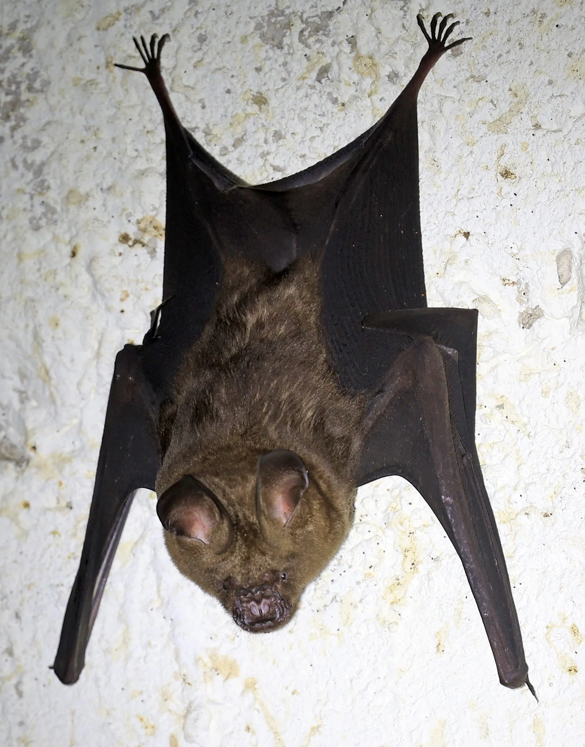 Great Himalayan Leaf-nosed Bat (Hipposideros armiger) Khao Yai National Park Feb 2026 Day 3  (6).jpg