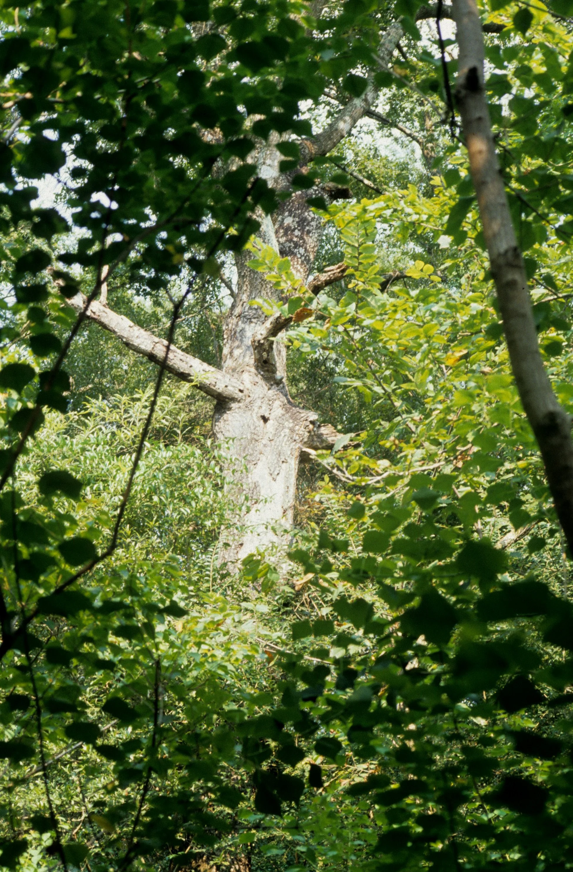 AMERICAN RIVER - POPULUS FREMONTII - FREMONT COTTONWOOD D.jpg