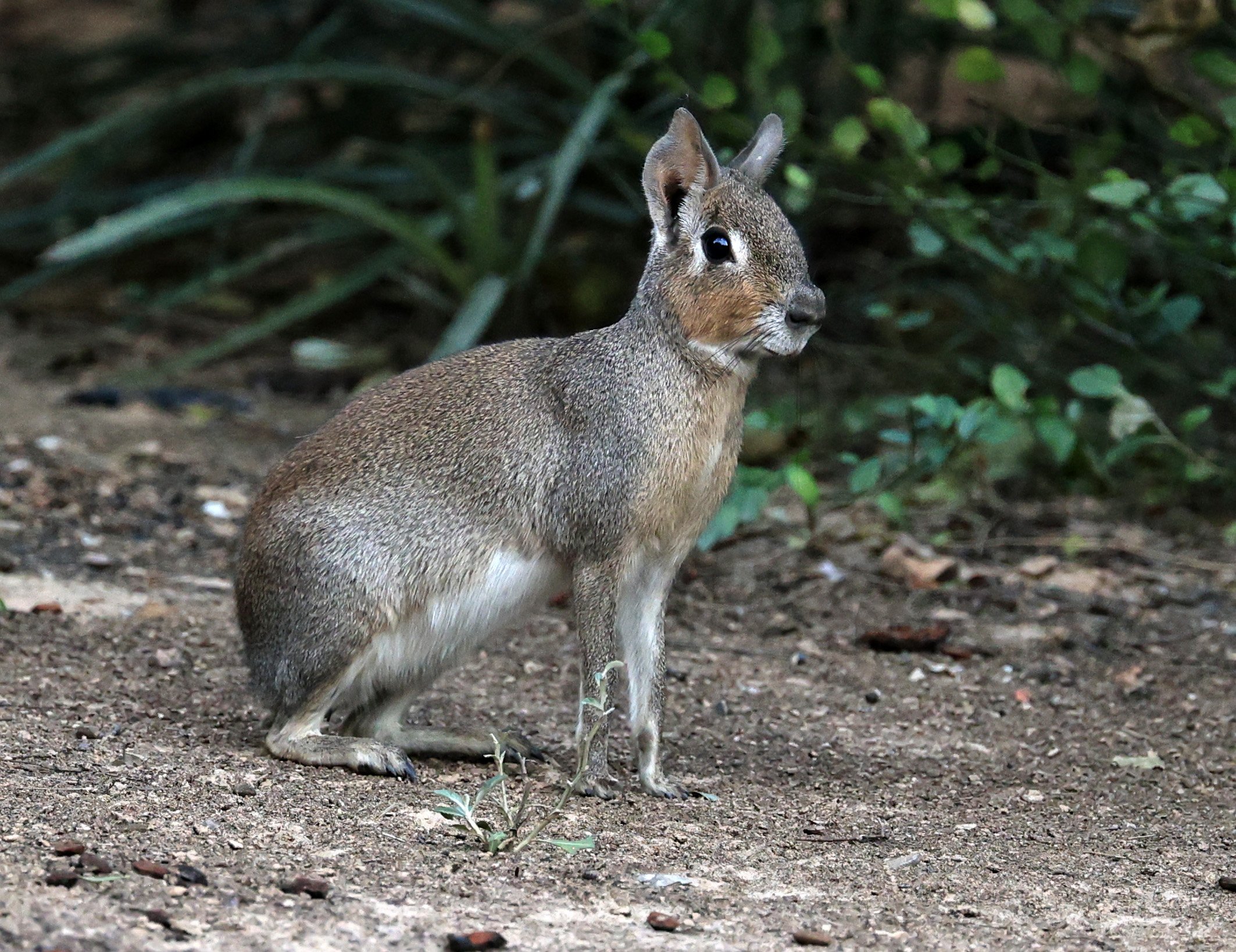 Chacoan Mara (Dolichotis salinicola) Hotel Campestre Iparoma Paraguay (32).jpg