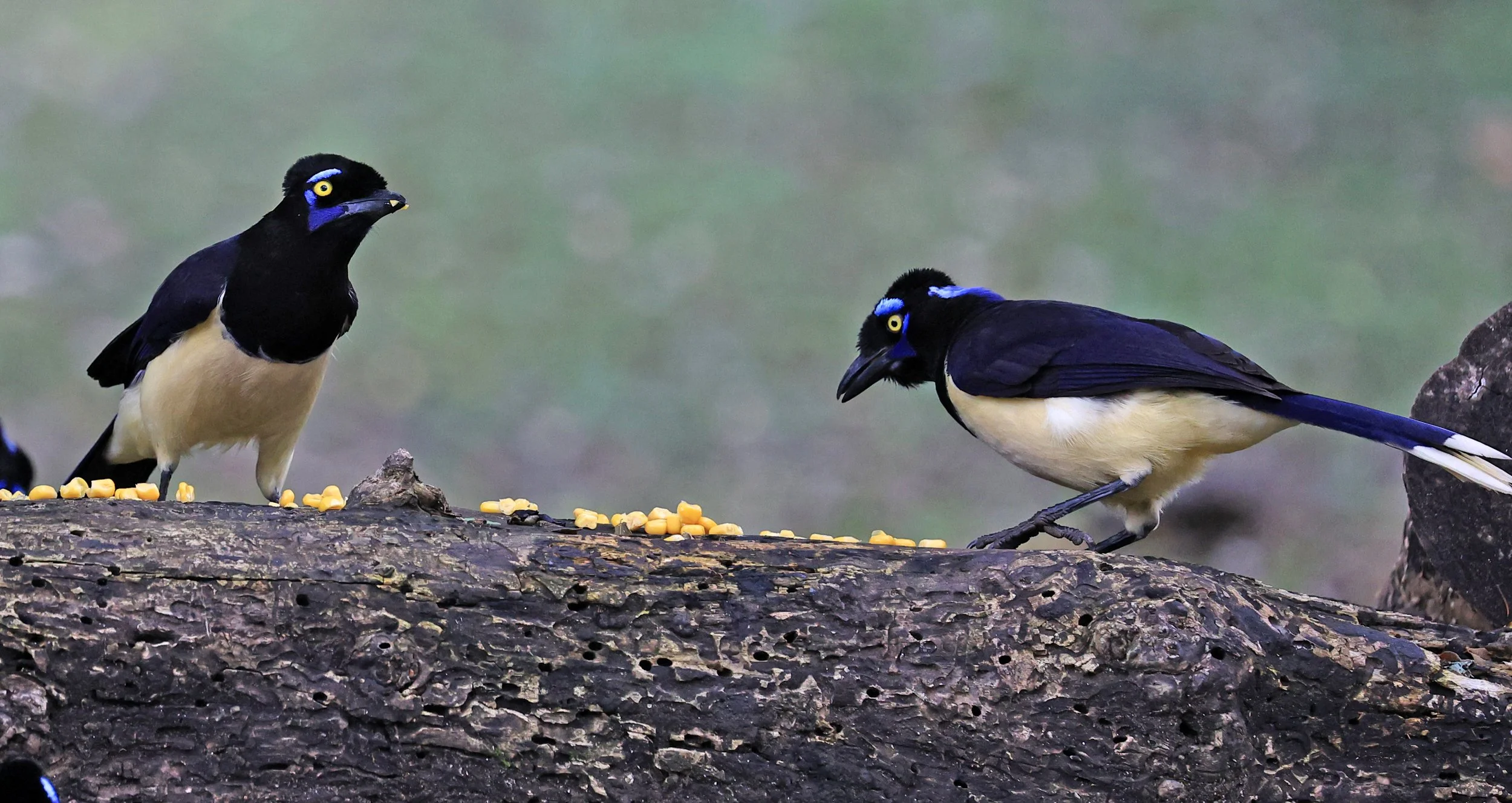 Plush-crested Jay (Cyanocorax chrysops) El Palmar National Park, Entre Rios, Argentina (8).jpg
