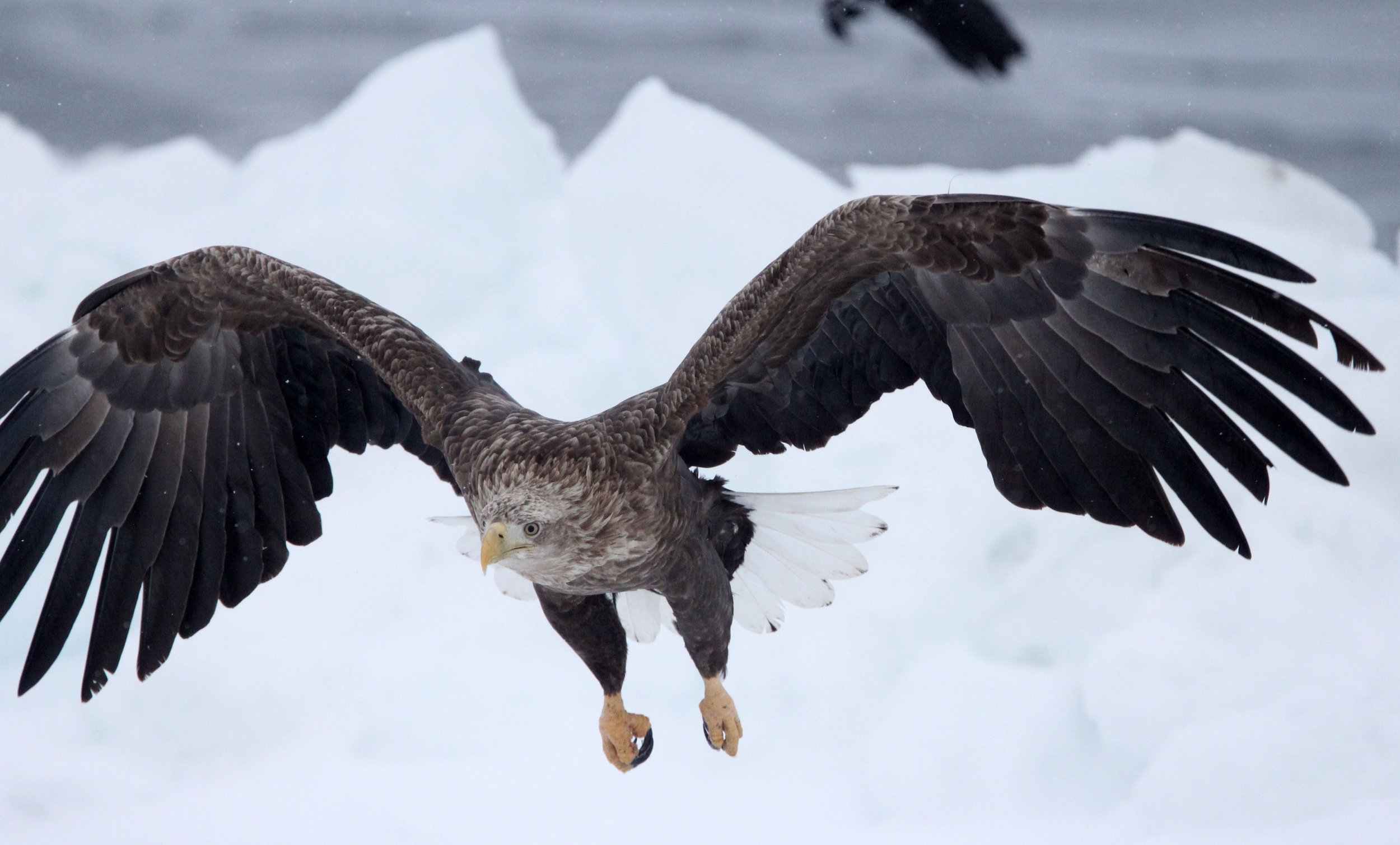 BIRD - EAGLE - WHITE-TAILED EAGLE - RAUSU, SHIRETOKO PENINSULA & NATIONAL PARK - HOKKAIDO JAPAN (27).JPG