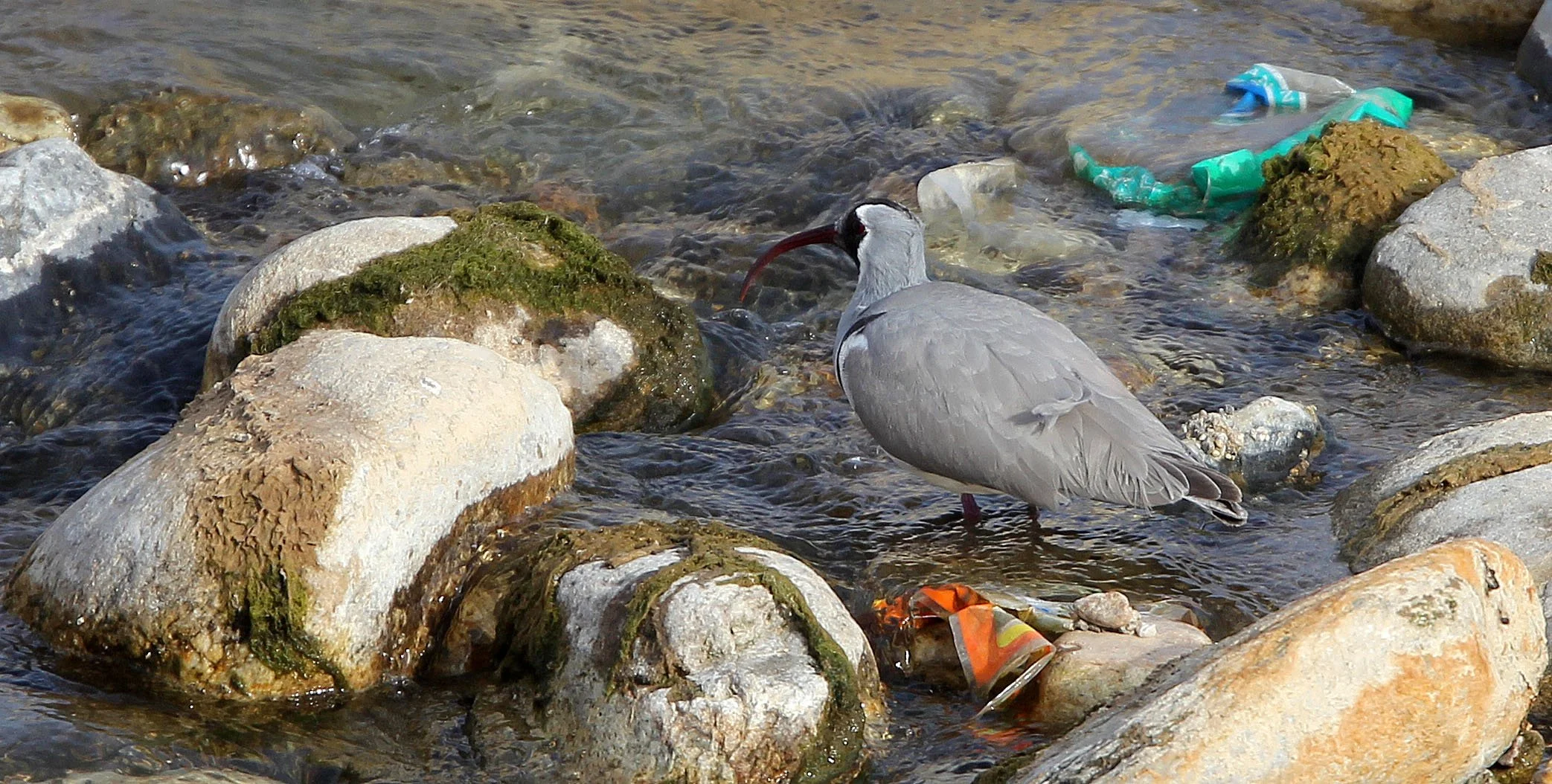 BIRD - IBISBILL - FOPING CITY, SHAANXI CHINA (8).JPG