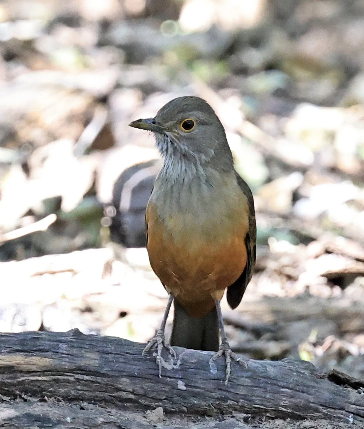 Rufous-bellied Thrush (Turdus rufiventris) Agua Dulce Paraguay (6).jpg