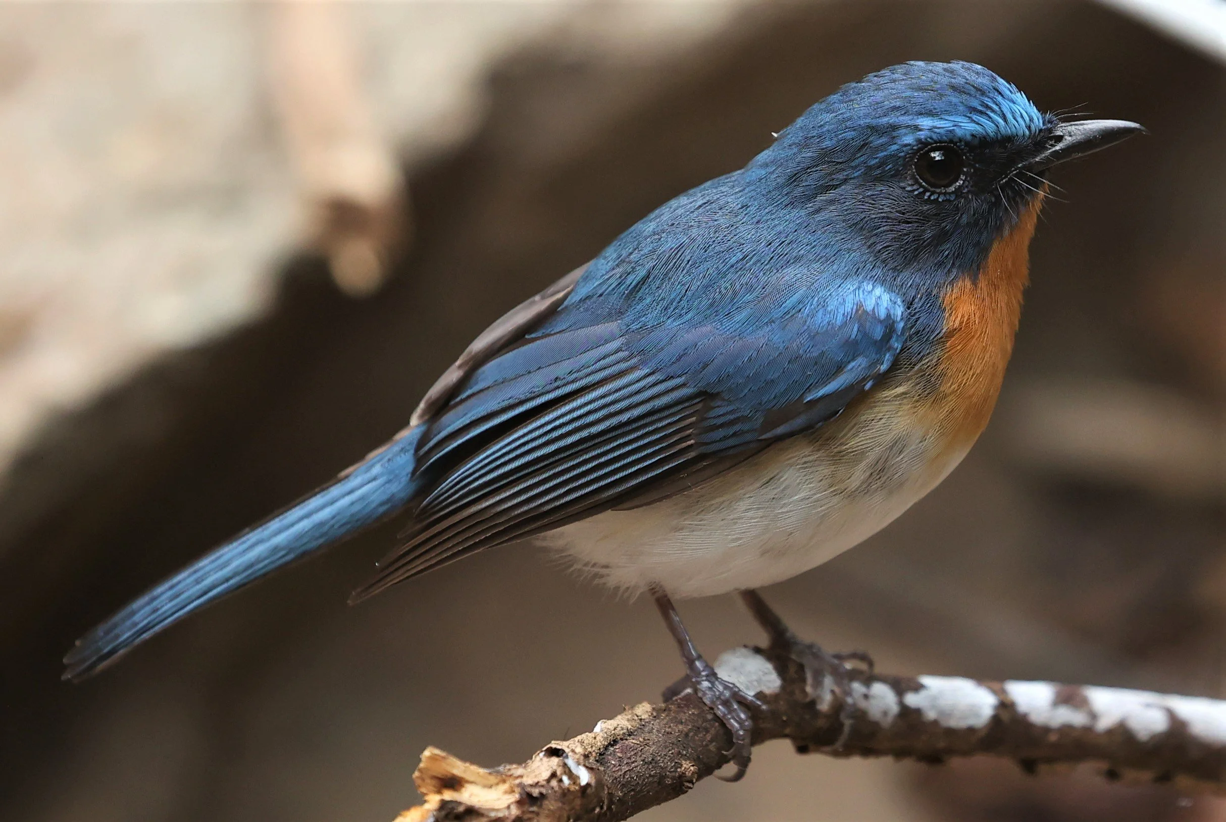 FLYCATCHER - INDOCHINESE BLUE-FLYCATCHER - Cyornis sumatrensis - SRI SATCHANALAI NP MANAO WATERHOLE MAY 1 2022 (26).jpg