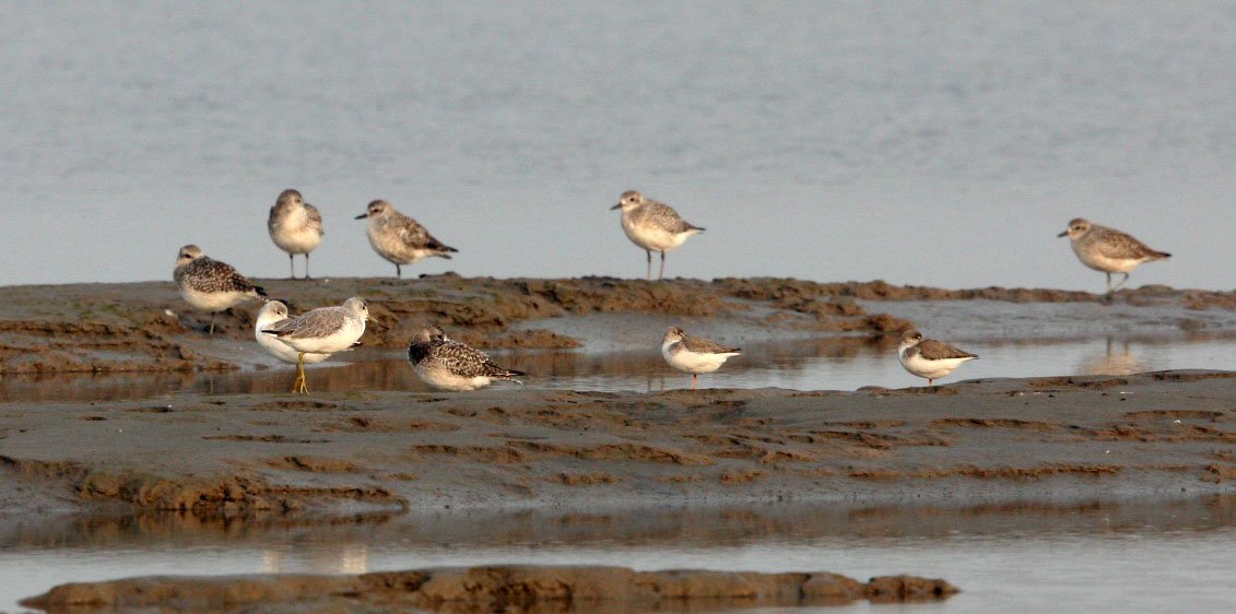 BIRD - GREENSHANK - NOORDMAN'S GREENSHANK & GREY PLOVERS - NANKOU, RUDONG, CHINA (3).JPG