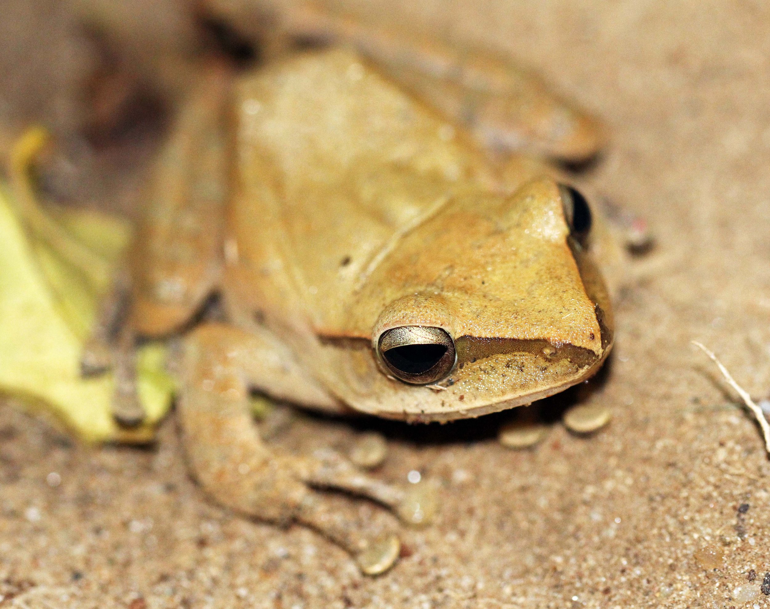 2013 - BANGKOK - NOVEMBER 2013 - MARCH 2014 (205).JPG