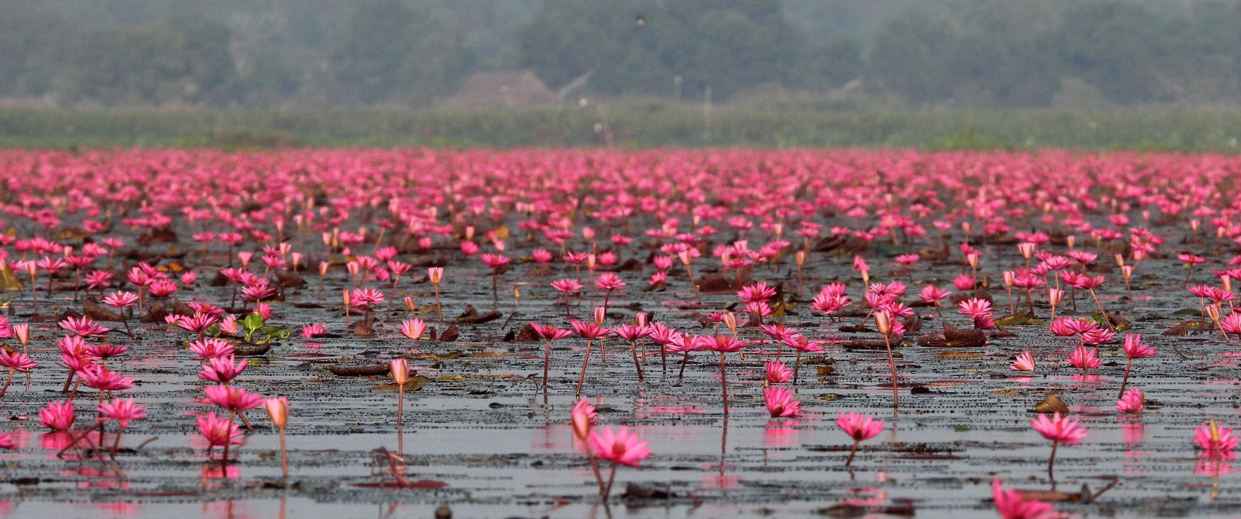 2018 Thale Noi Bird Sanctuary Patthalung (49).JPG