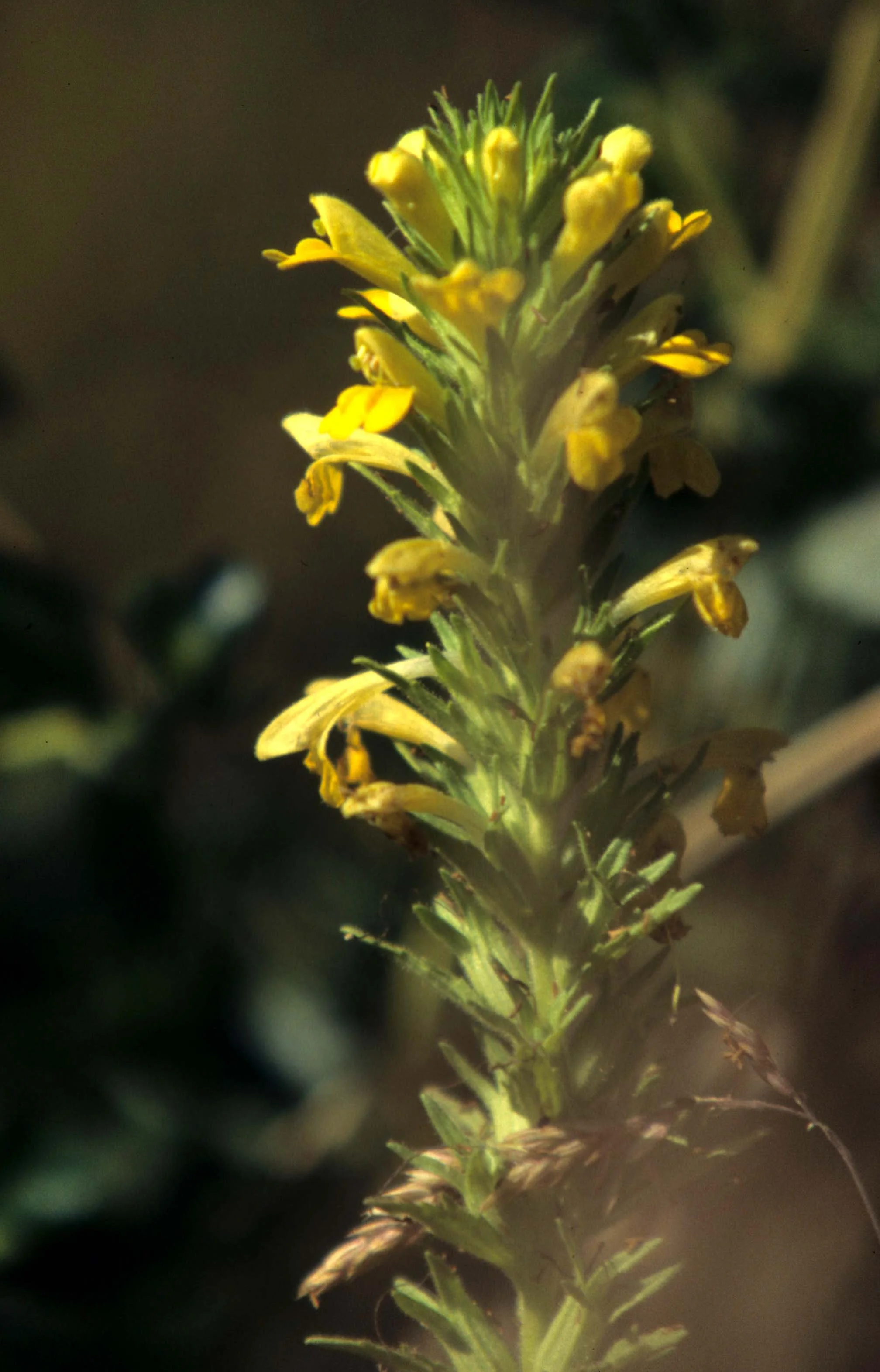 CALIFORNIA - REDWOODS NP - PLANT SPECIES E.jpg