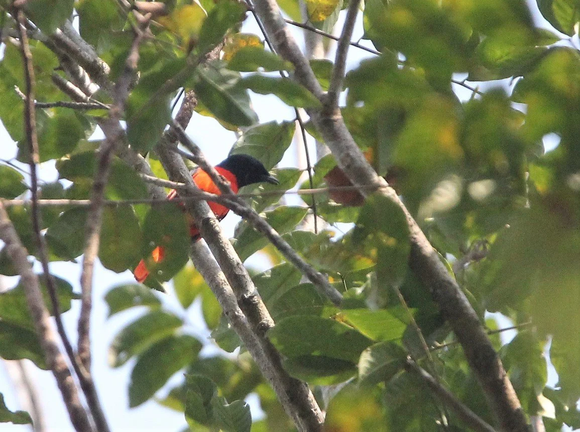Scarlet Minivet (Pericrocotus speciosus) Kaeng Krachan NP Thailand (22).jpg