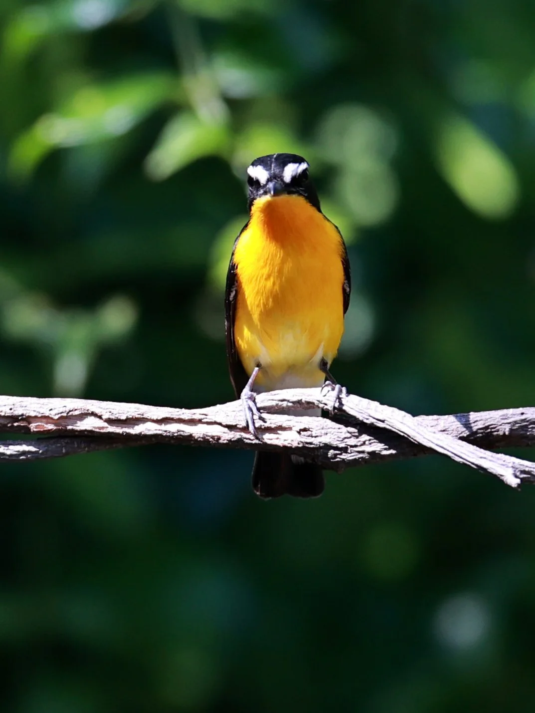 Flycatcher - Yellow-rumped Flycatcher - Ficedula zanthopygia - Bang Pu Mangrove Forest Reserve, Samut Prakan March 30, 2024 (24).jpg