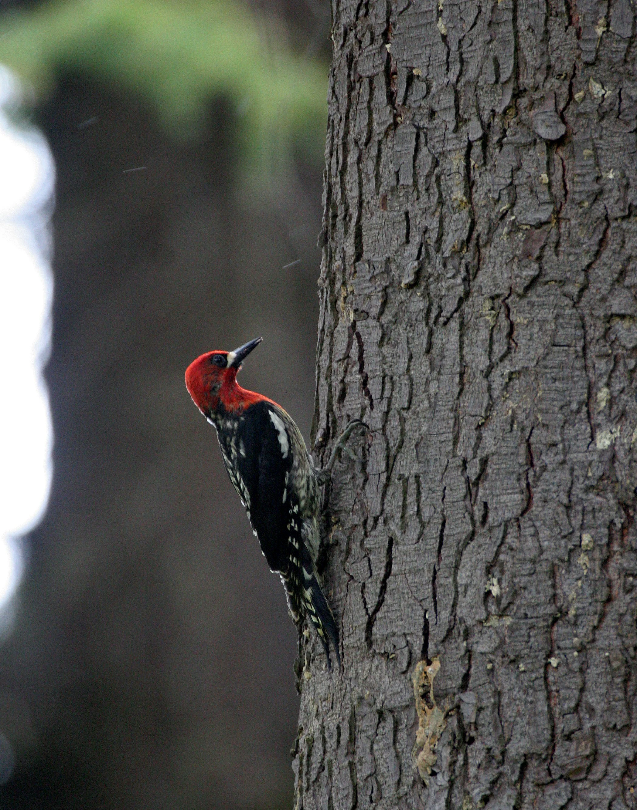 BIRD - WOODPECKER - RED-BREASTED SAPSUCKER - LAKE FARM BLUFFS WASHINGTON (7).JPG