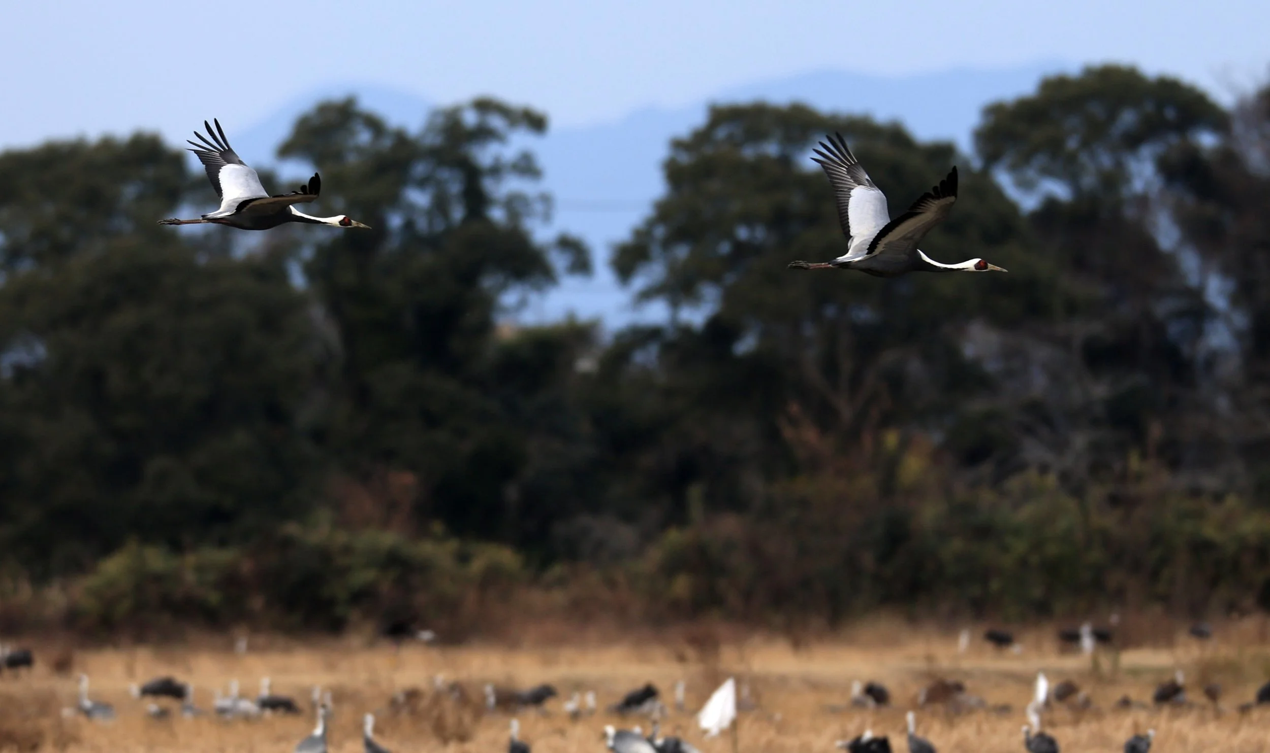 White-naped Crane (Antigone vipio) Izumi Crane Park & Center, Izumi Kagoshima Kyushu Japan (511).jpg