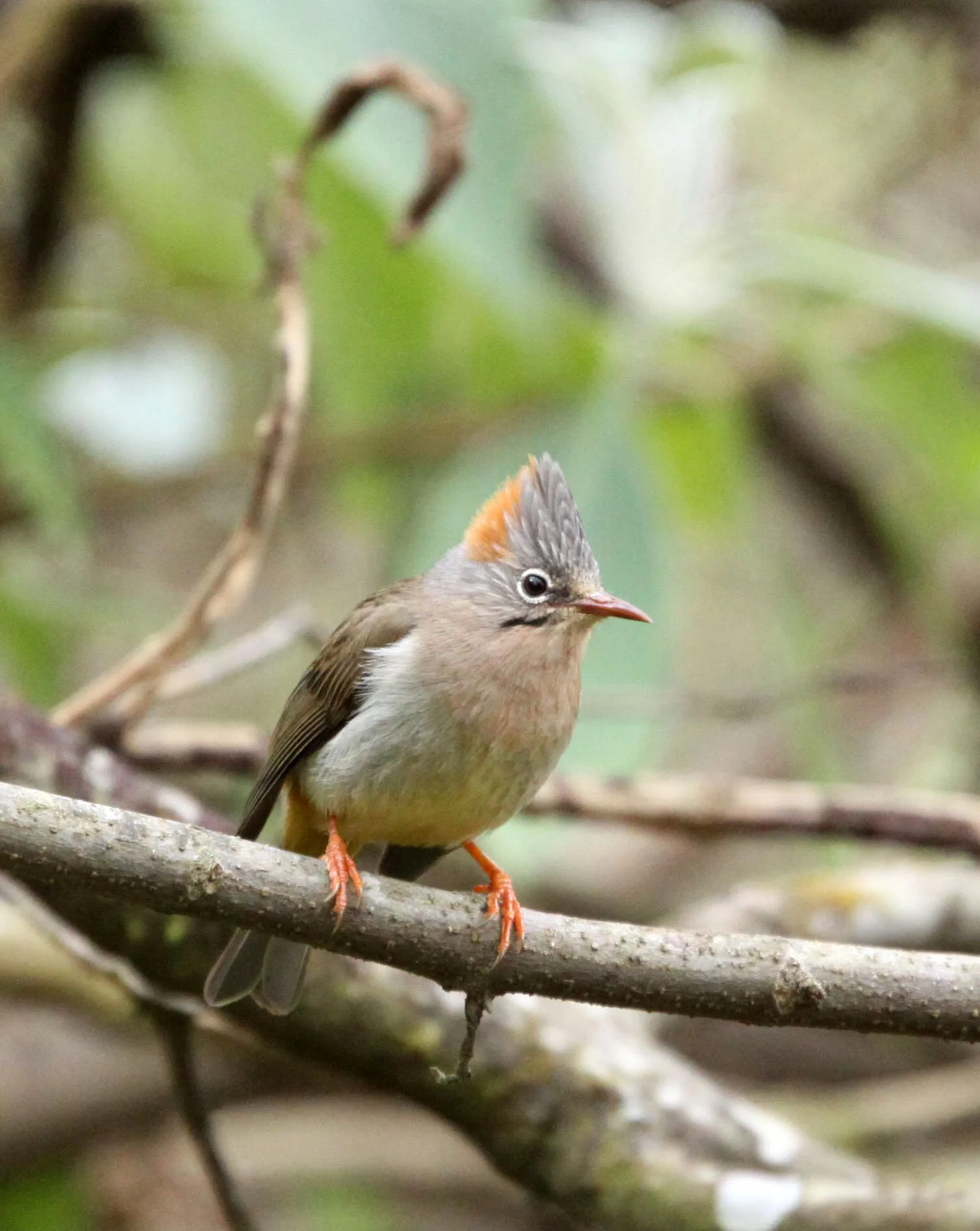 Rufous-vented Yuhina (Yuhina occipitalis) Wuliangshan Reserve, Yunnan China (8).JPG