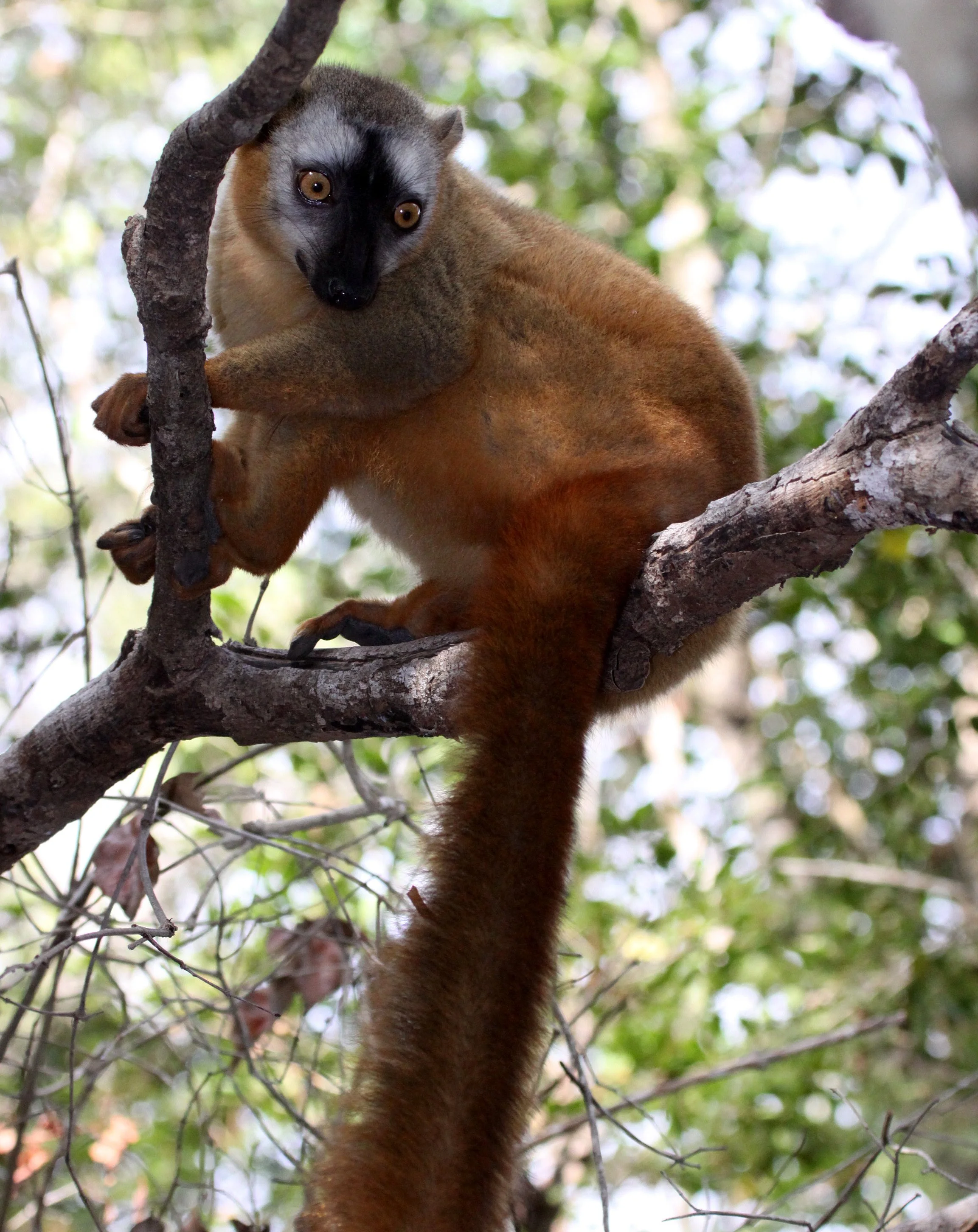LEMURIDAE - Eulemur rufus -  RUFOUS BROWN LEMUR - KIRINDY NATIONAL PARK MADAGASCAR (8).JPG