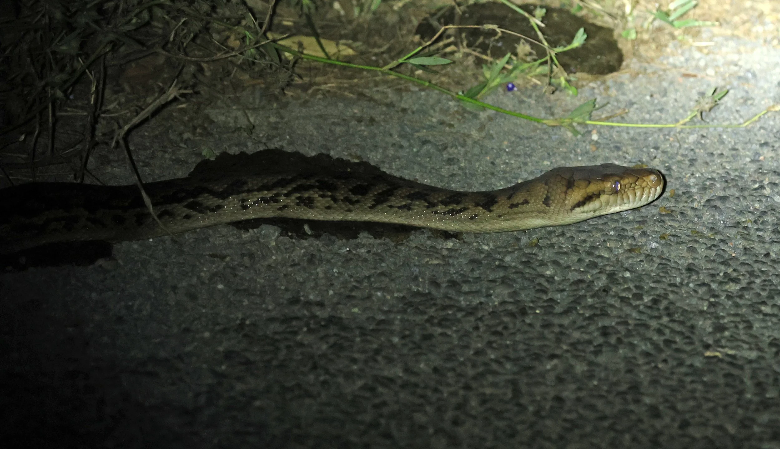 Amethystine or Australian Scrub Python (Simalia kinghorni) Road to Lions Den Restaurant - Queensland (3).jpg