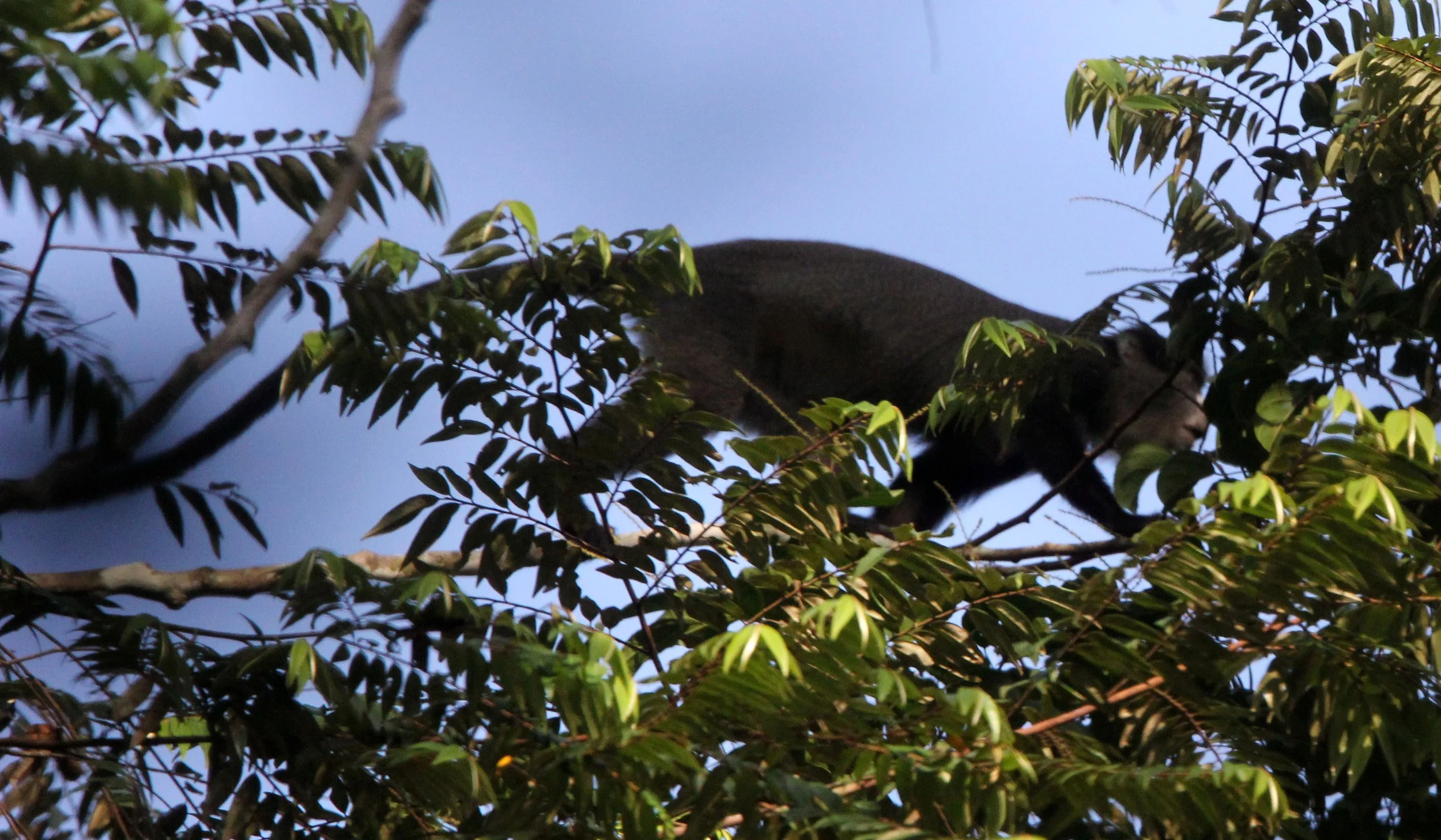 CERCOPITHECIDAE - Cercopithecus nictitans nictitans - PUTTY-NOSED MONKEY - DZANGA BAI DZANGA NDOKI NATIONAL PARK CENTRAL AFRICAN REPUBLIC (14).JPG