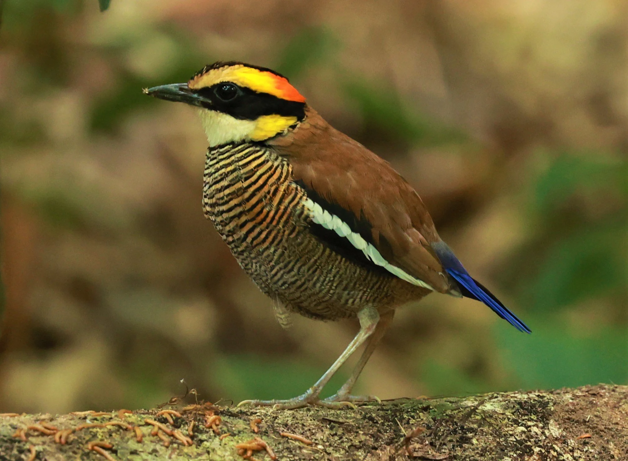 PITTA - Malayan banded pitta - Hydrornis irena - Si Phang Nga National Park, Thailand Feb 18-19, 2023 (145).jpg