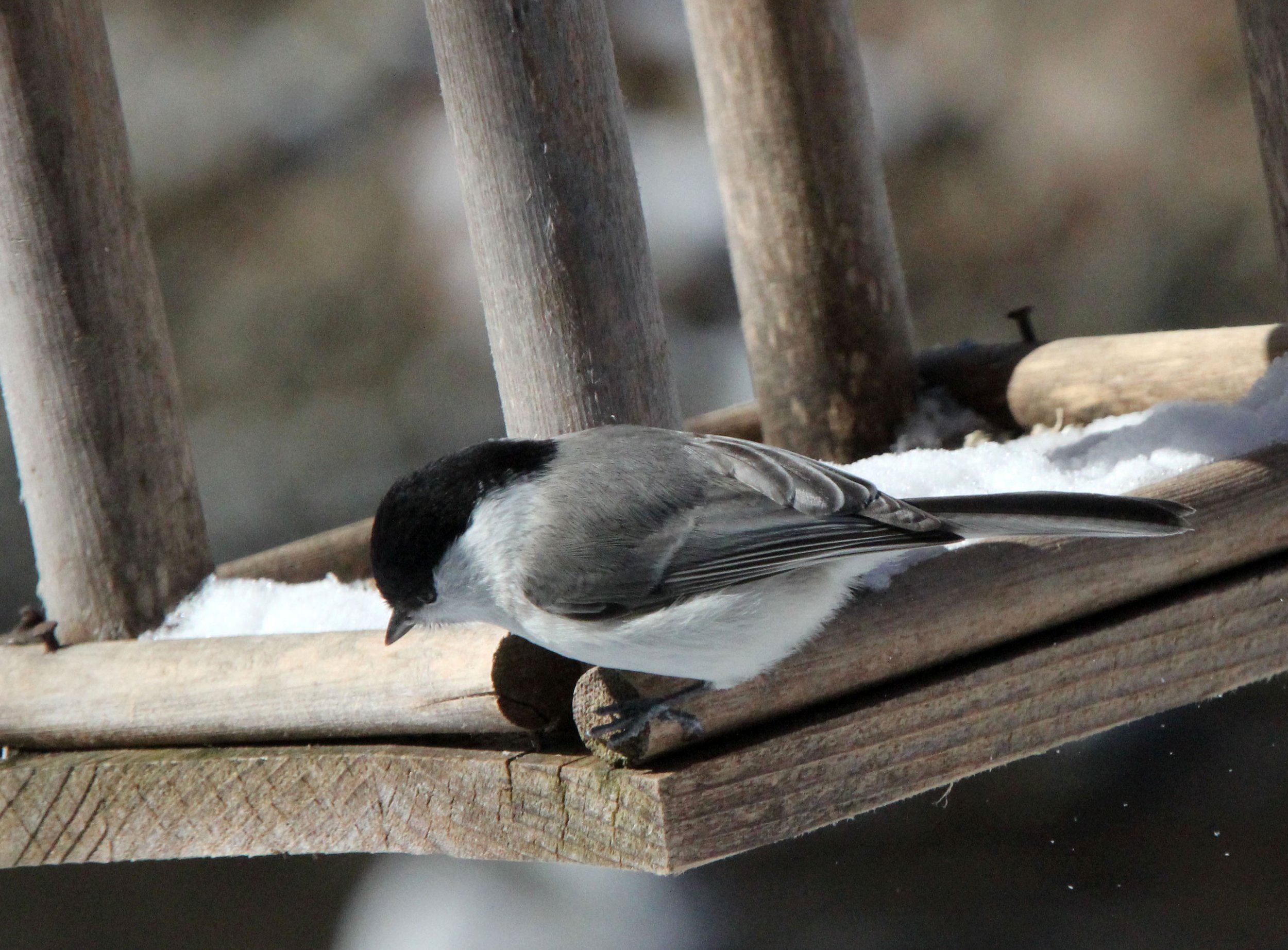 Willow Tit (Poecile montanus) Yoroushi Spa, Hokkaido Japan (3).JPG