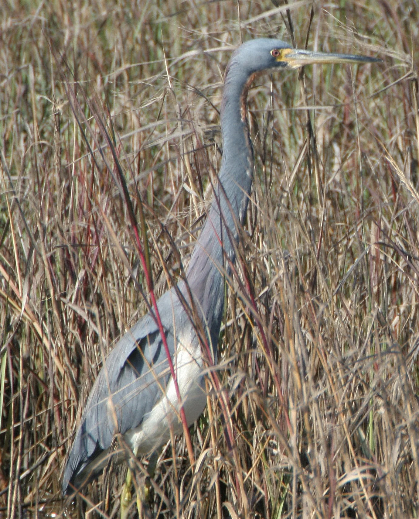 HERON - TRICOLORED HERON - Egretta tricolor - ARANSAS WILDLIFE REFUGE (7).jpg
