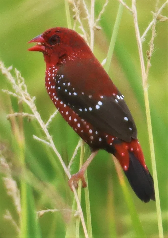 RED AVADAVAT - Amandava amandava - LAD KRABANG  THAP YAO RICE FIELDS AUGUST 14 2021 (58).jpg