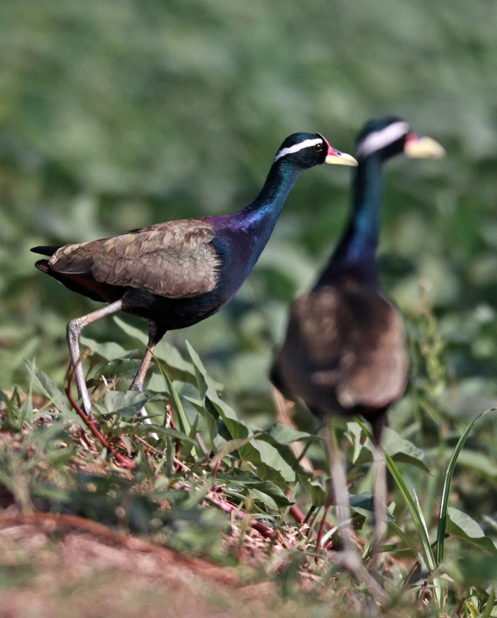 JACANA - BRONZE-WINGED JACANA - Metopidius indicus - THAP YAO RICE FIELDS LAT KRABANG 23 November 2024 (35).jpg