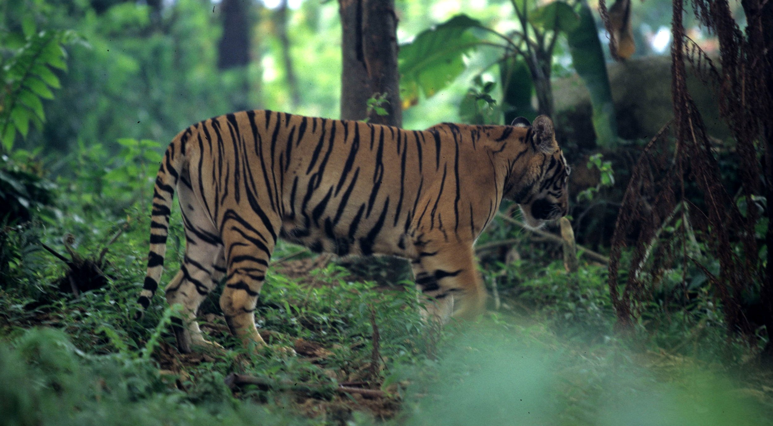 TIGER G.jpg