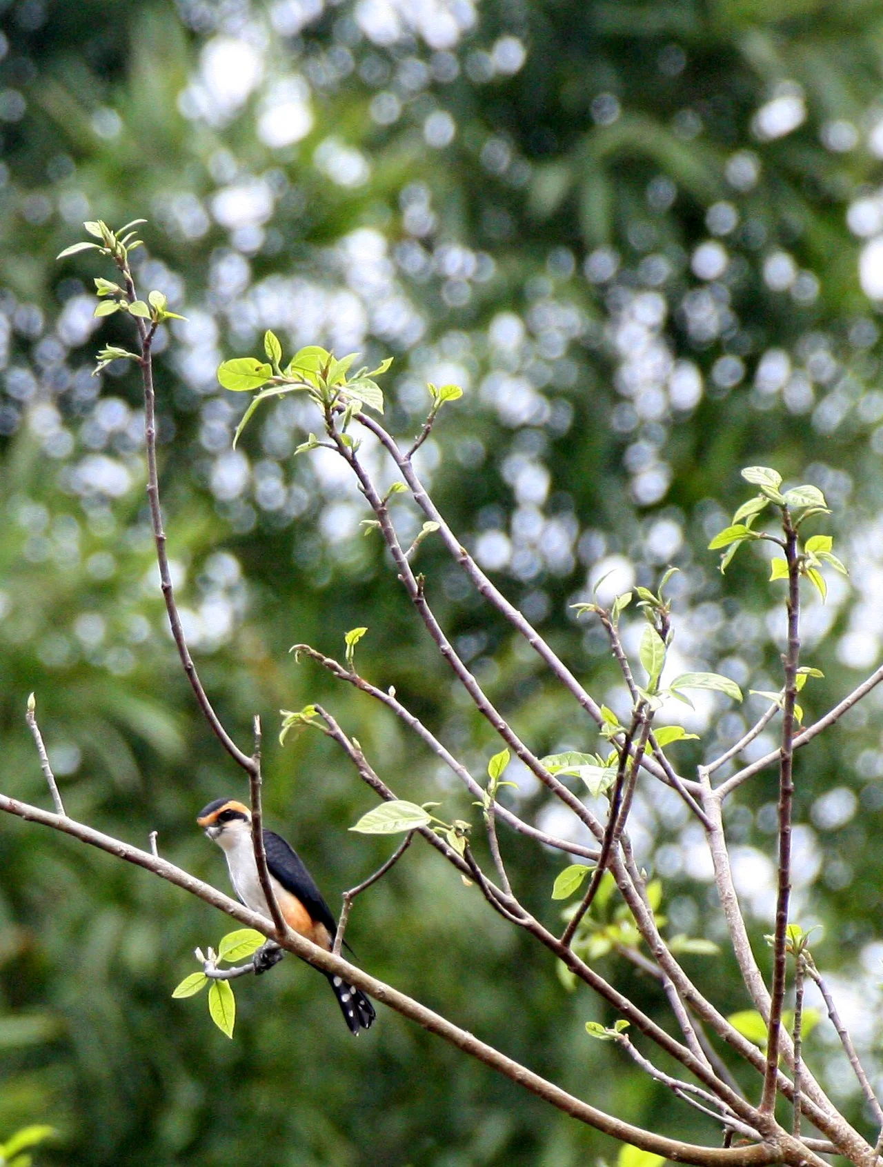 Microhierax caerulescens - COLLARED FALCONET - HUAI KHA KHAENG THAILAND (15).JPG