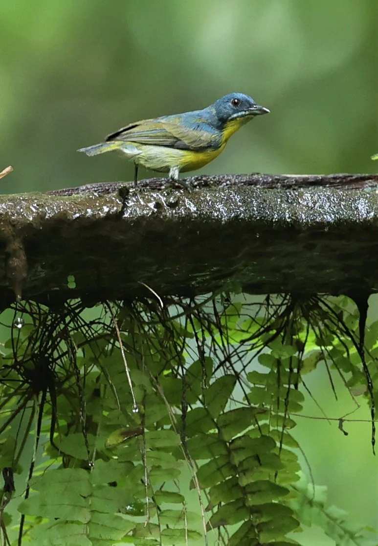 FLOWERPECKER - CRIMSON-BREASTED FLOWERPECKER - Prionochilus percussus - SRI PHANG NGA AREA SONGKRAN 2022 (9).jpg