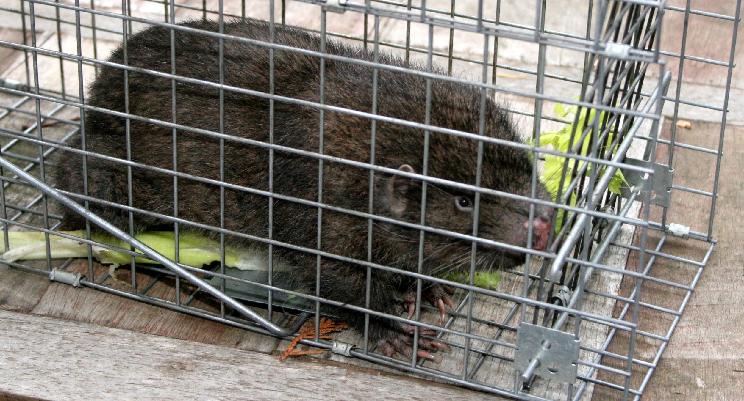 RODENT - MOUNTAIN BEAVER - APLODONTIA - LAKE FARM TRAILS (9).JPG
