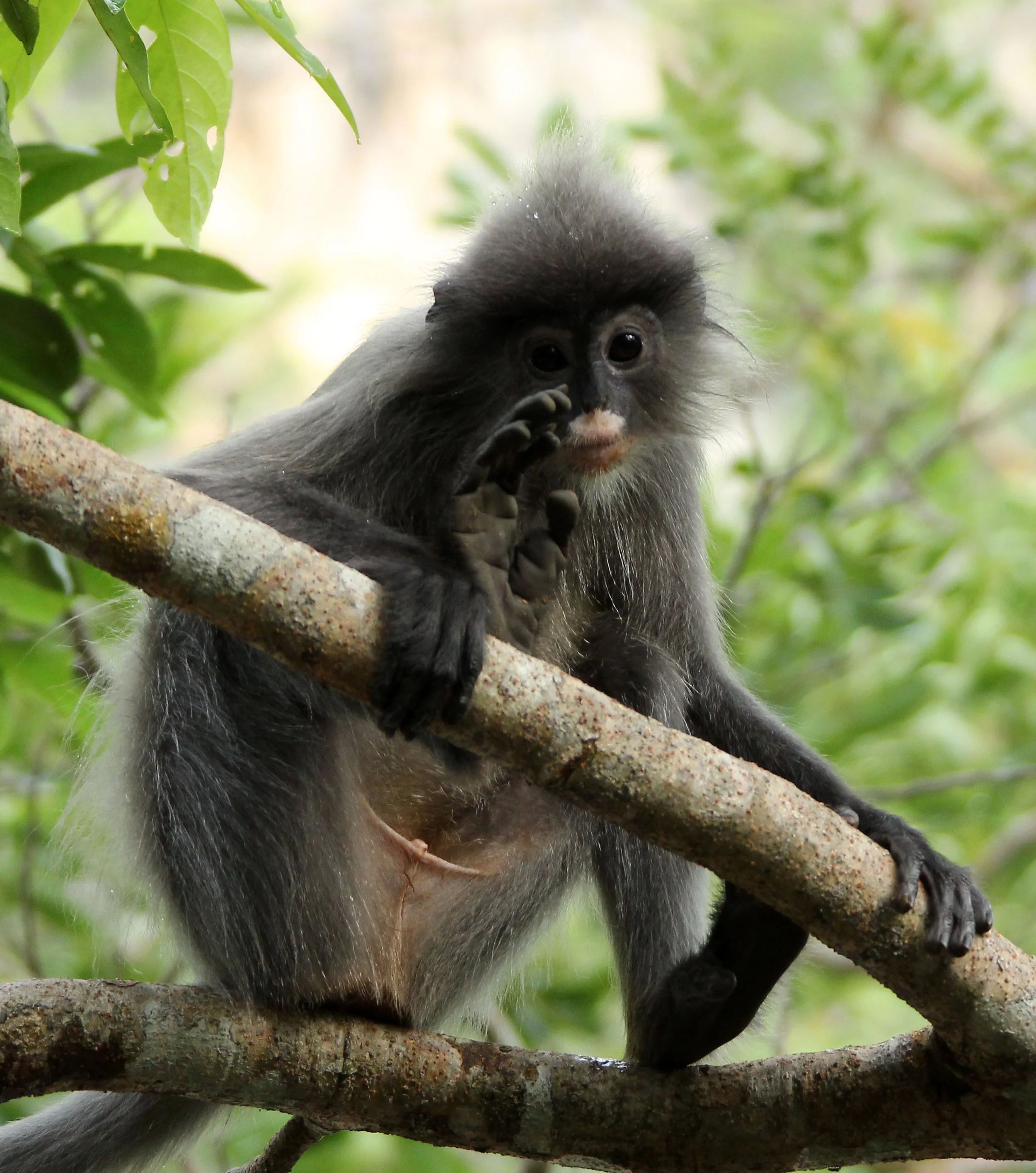 CERCOPITHECIDAE - Trachypithecus crepusculus - INDOCHINESE GRAY LANGUR - PHI THA KHON TEMPLE LOEI (55).JPG