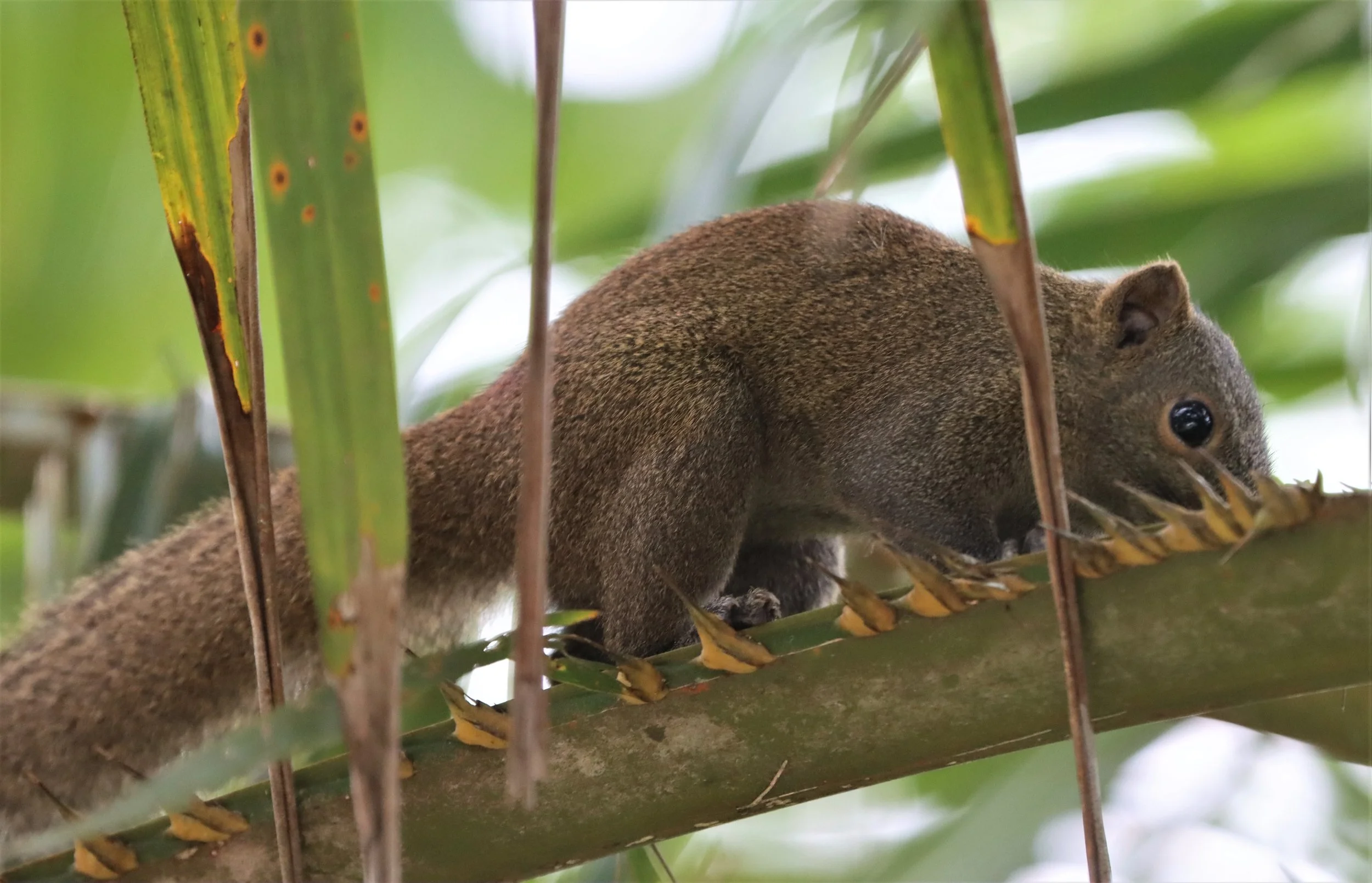 Callosciurus caniceps concolor - PENINSULAR MALAYSIAN GREY-BELLIED SQUIRREL - HALA BALA WILDLIFE SANCTUARY.jpg