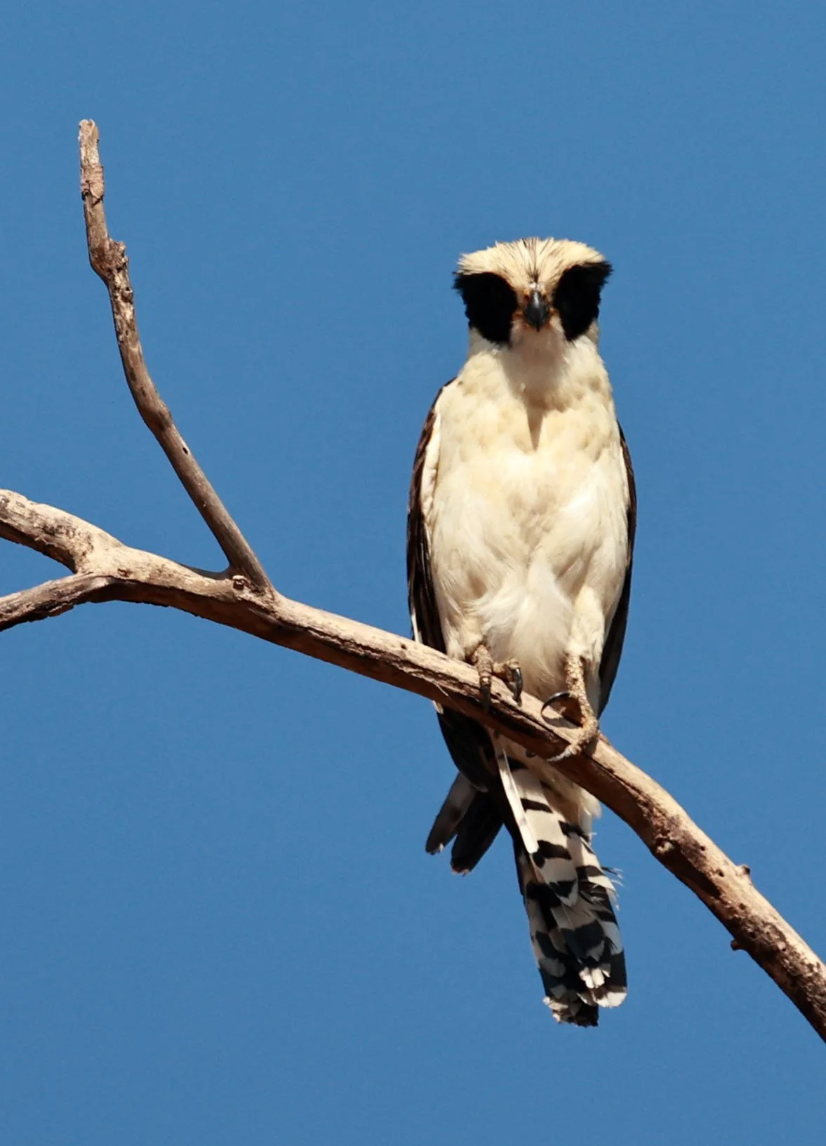 Falcon - Laughing Falcon - Herpetotheres cachinnans - Pantanal - Mato Grosso, Transpantaneira M-060 (34).jpg