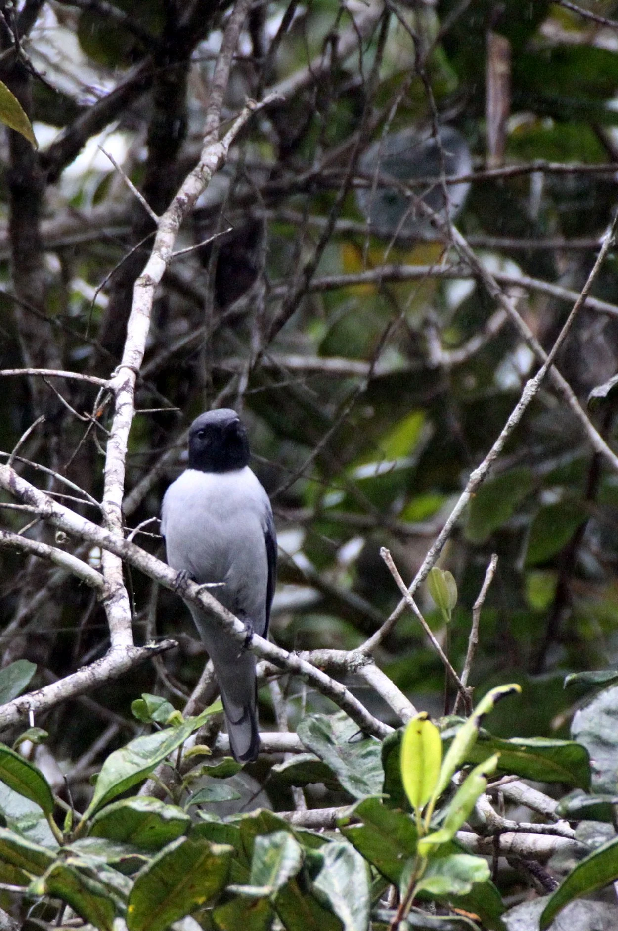 Madagascar Cuckooshrike (Ceblepyris cinereus) Kirindy NP Madagascar